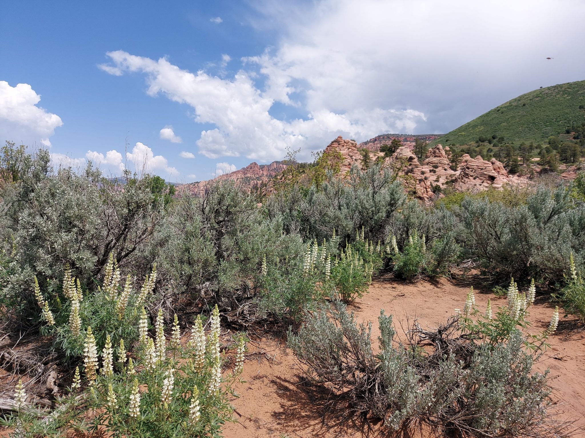 Desert landscape with green shrubs, white flowers, and red rock formations. - Wildcat Canyon Connector Trail