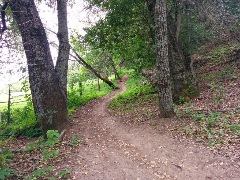 A winding dirt path through a dense forest with green foliage. - Hiking loop from Danville