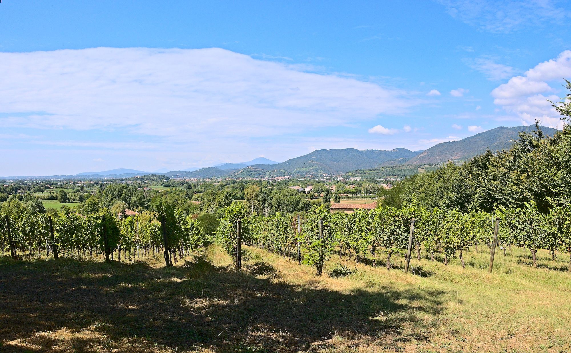 Weinbau dominiert die Region