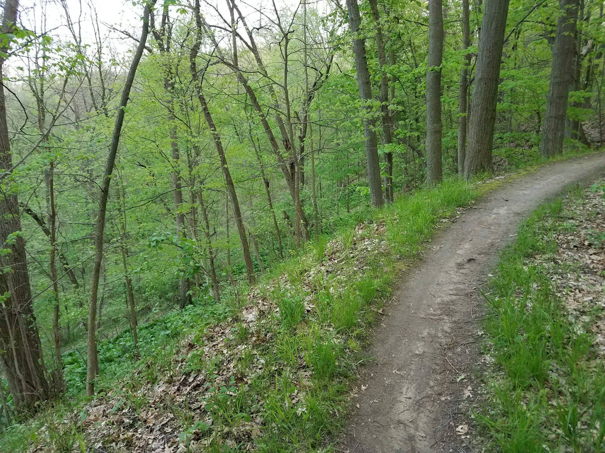 A winding dirt trail slopes through a bright green forest. - Harding Green Space loop from Rochester Hills