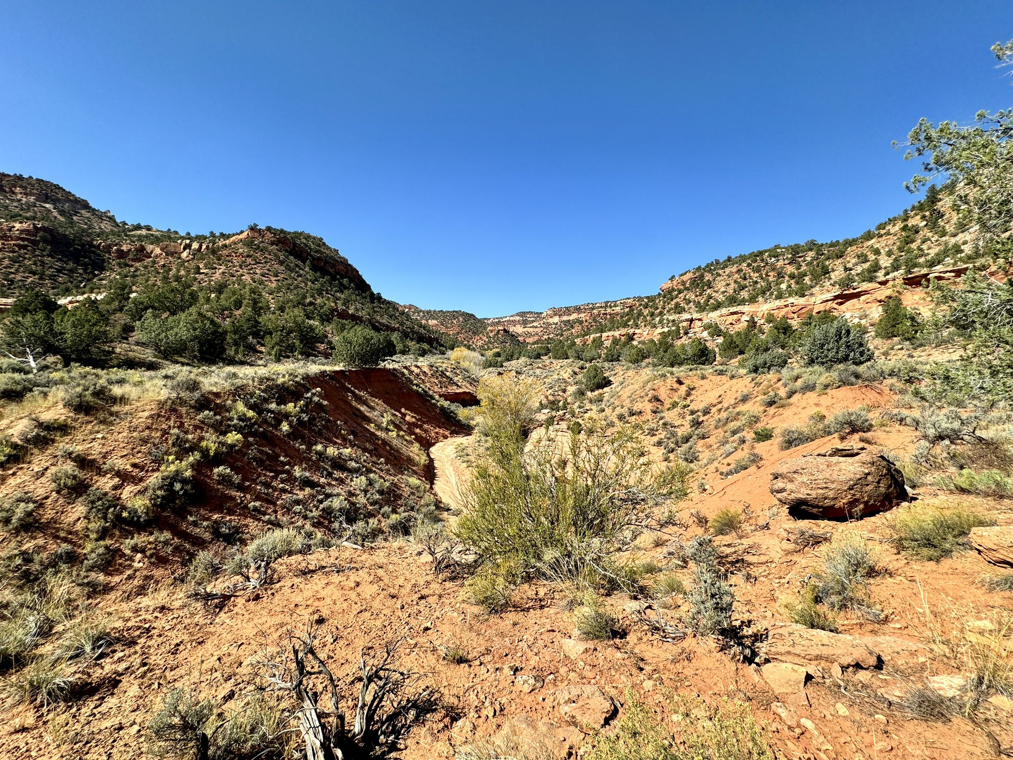 Sunny, arid canyon with red earth and sparse green vegetation under a clear blue sky. - Greenhalgh Trail