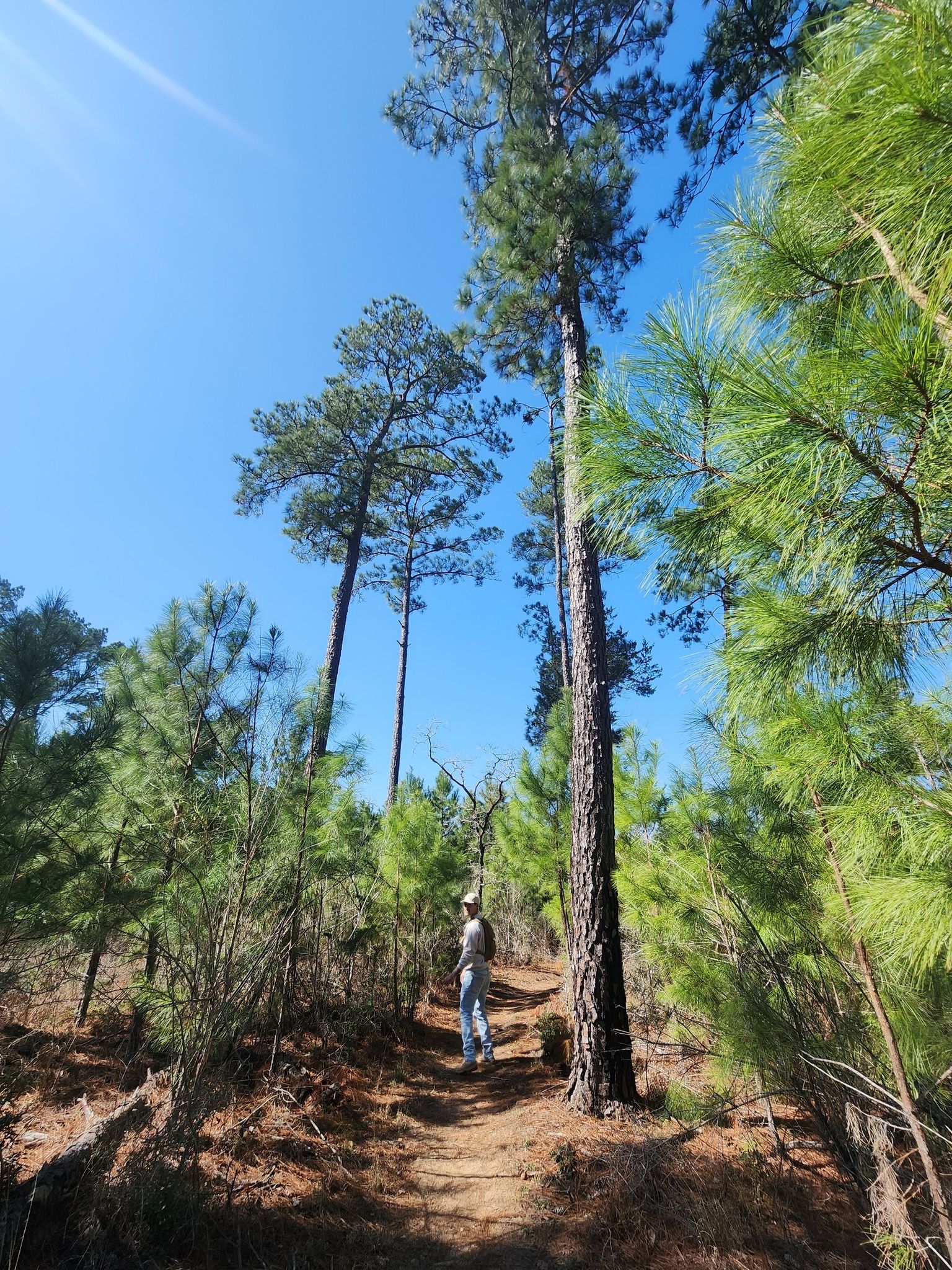 A person on a sunlit dirt path surrounded by tall pine trees. - Pine Gulch Loop
