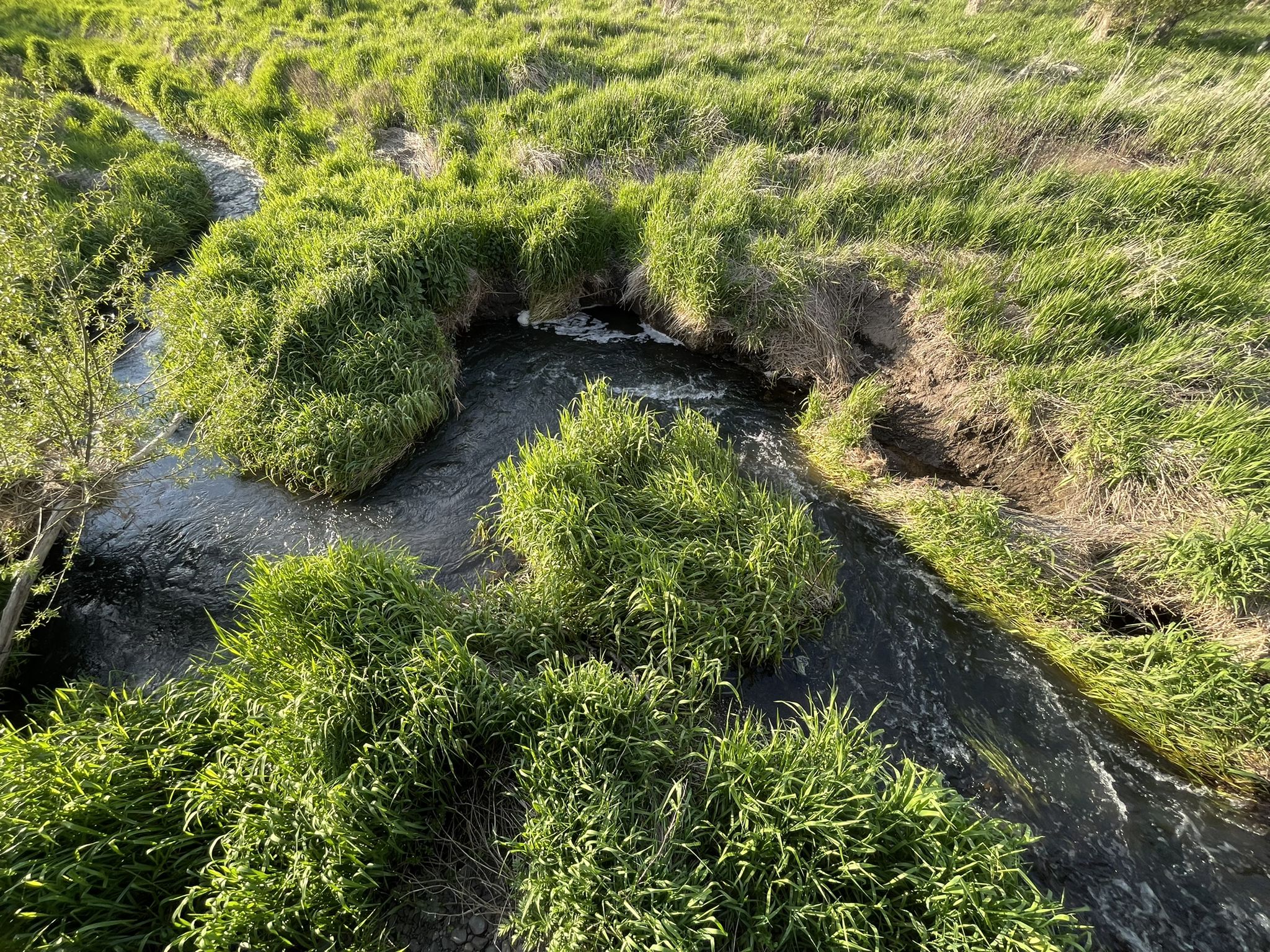 A small stream winding through vibrant green, overgrown grass. - Bill Chipman Palouse Trail loop from Pullman