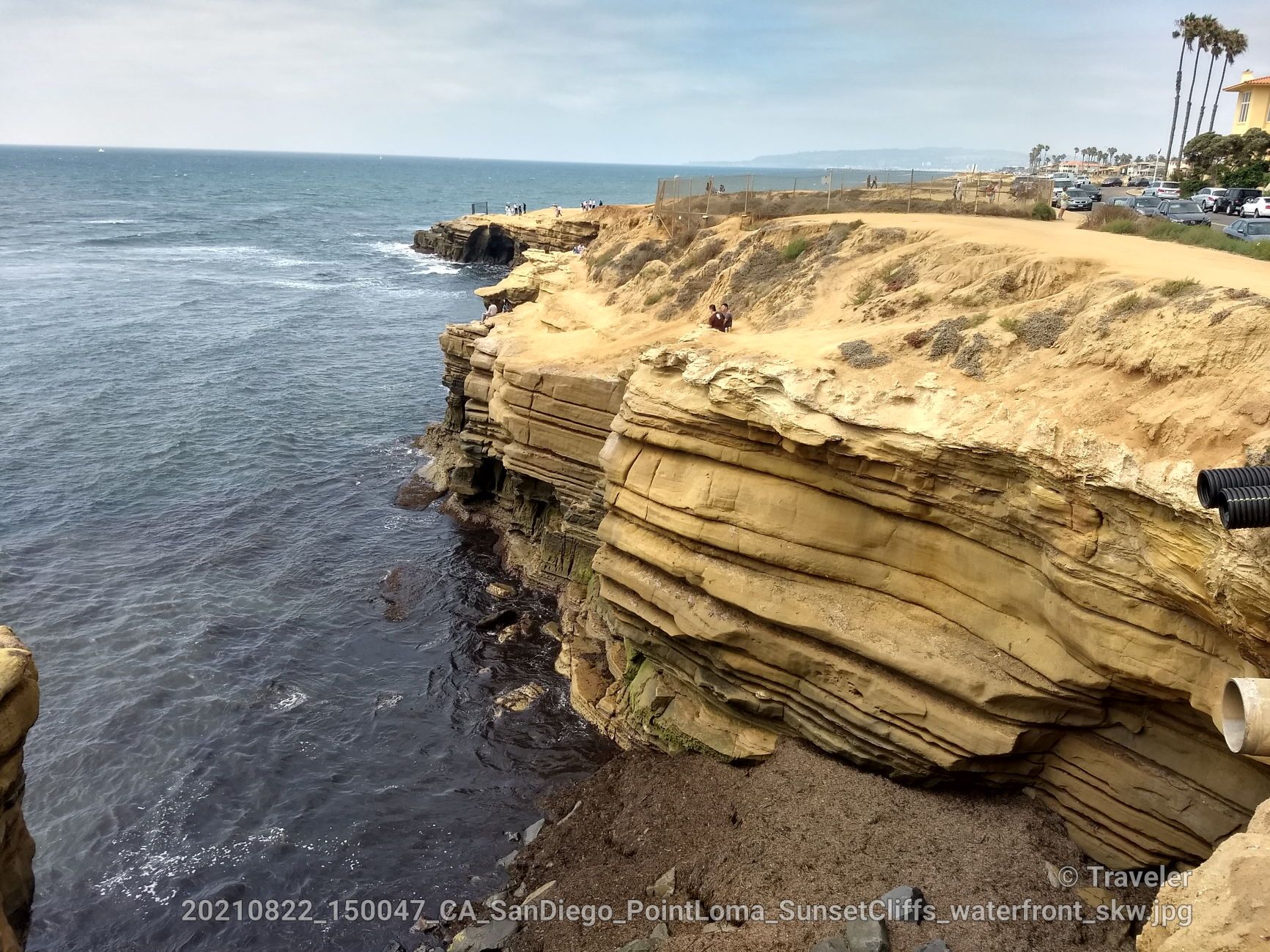 Layered sandstone cliffs drop to the ocean, with a road and palm trees above. - Ocean Beach Pier – Sunset Cliffs Natural Park loop from Point Loma Nazarene University