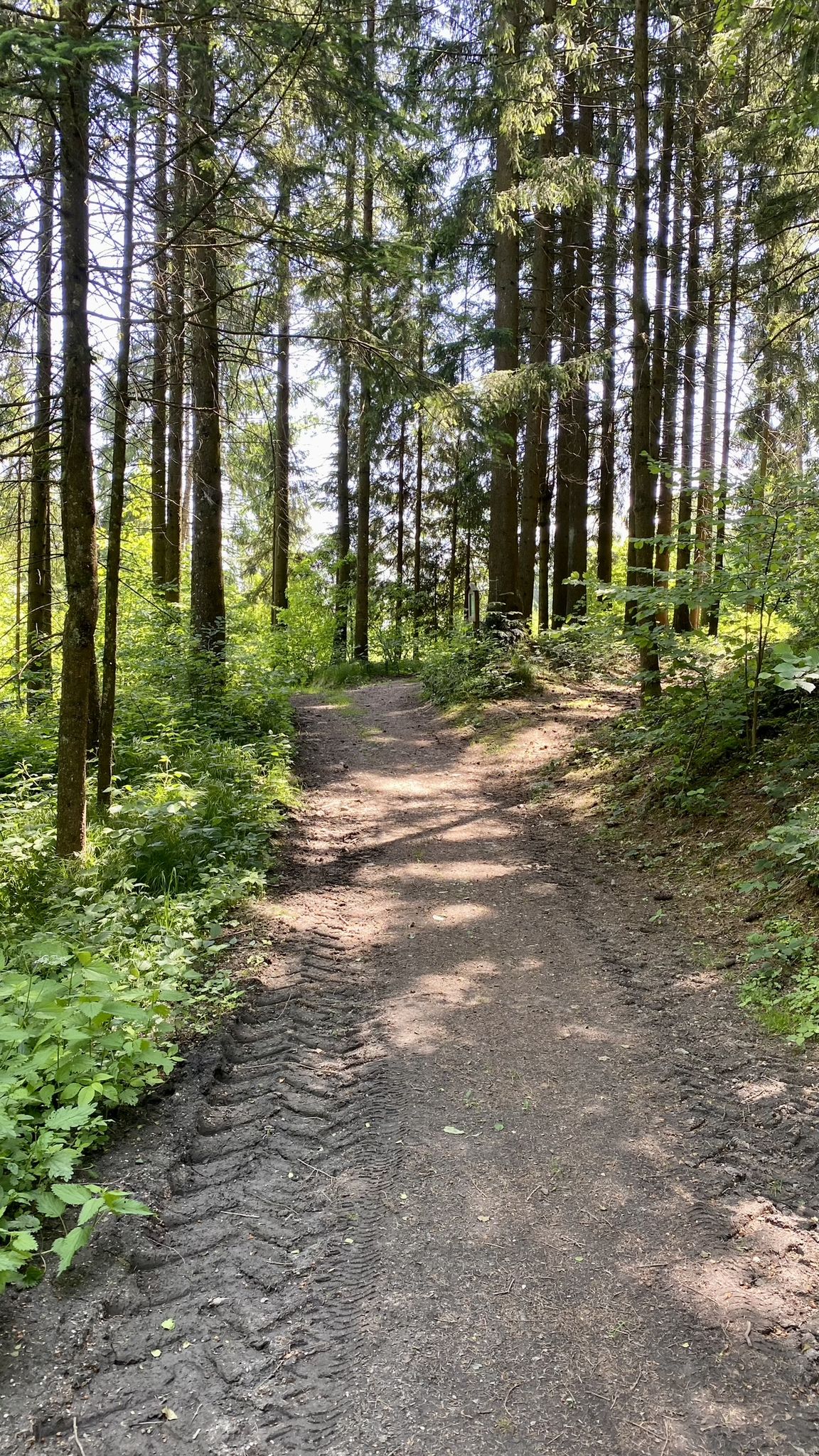 hinunter zum Aubach