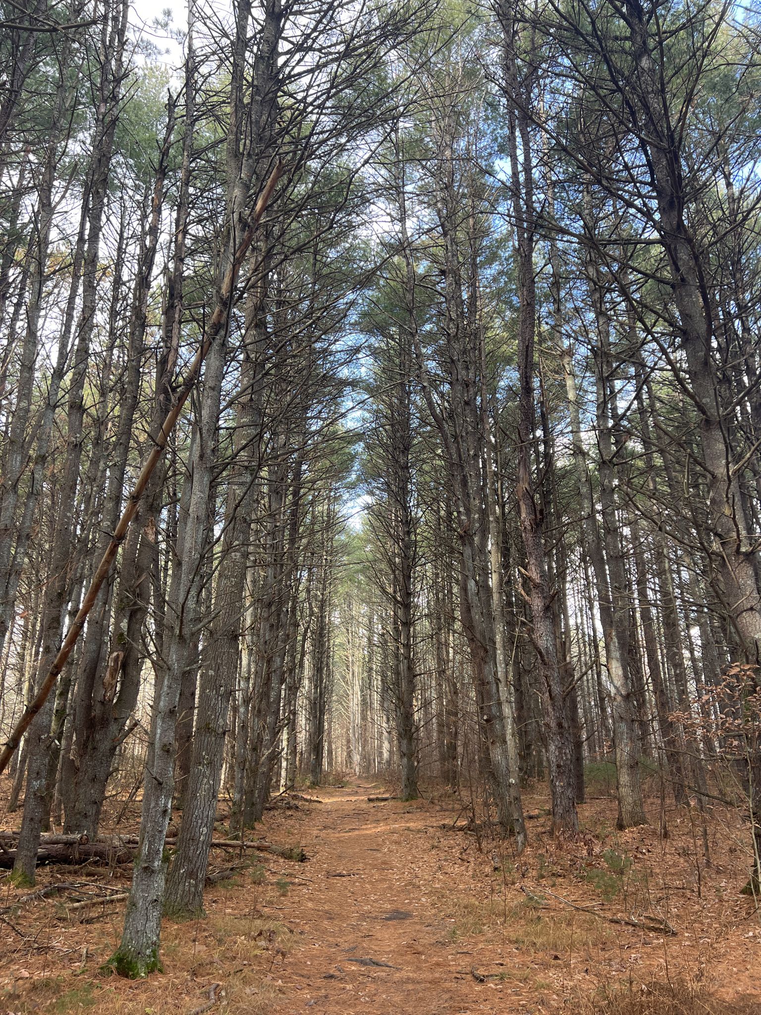A narrow dirt path through a dense, tall pine forest on a bright day. - Arcadia Management Area – Intermediate Loop