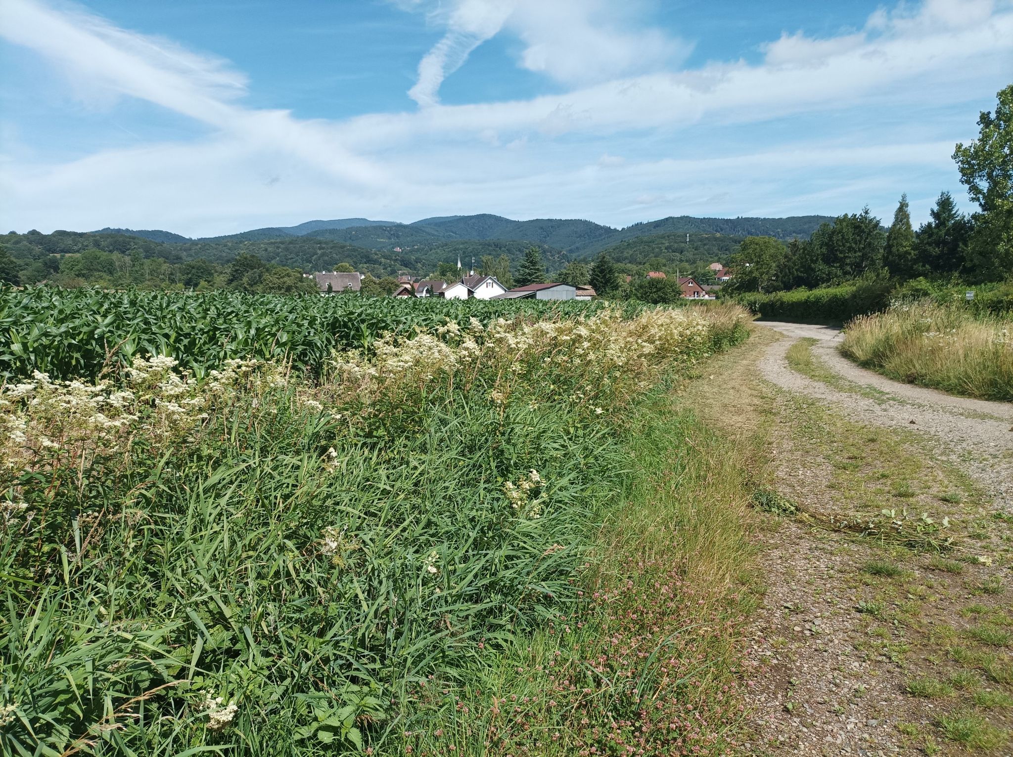 Blick zurück auf Roderen und die Vogesen