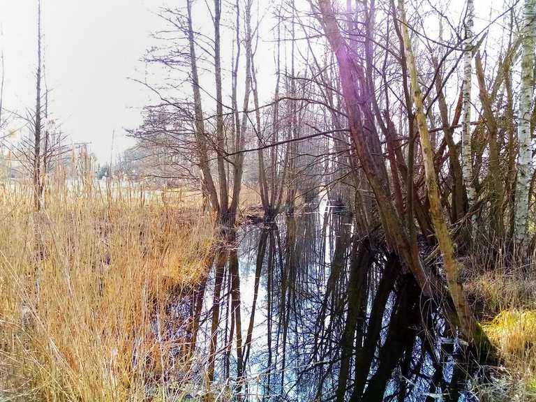 Schönerlinder Teiche, Löwenzahnpfad, Mühlenbecker Land [S Mühlenbeck