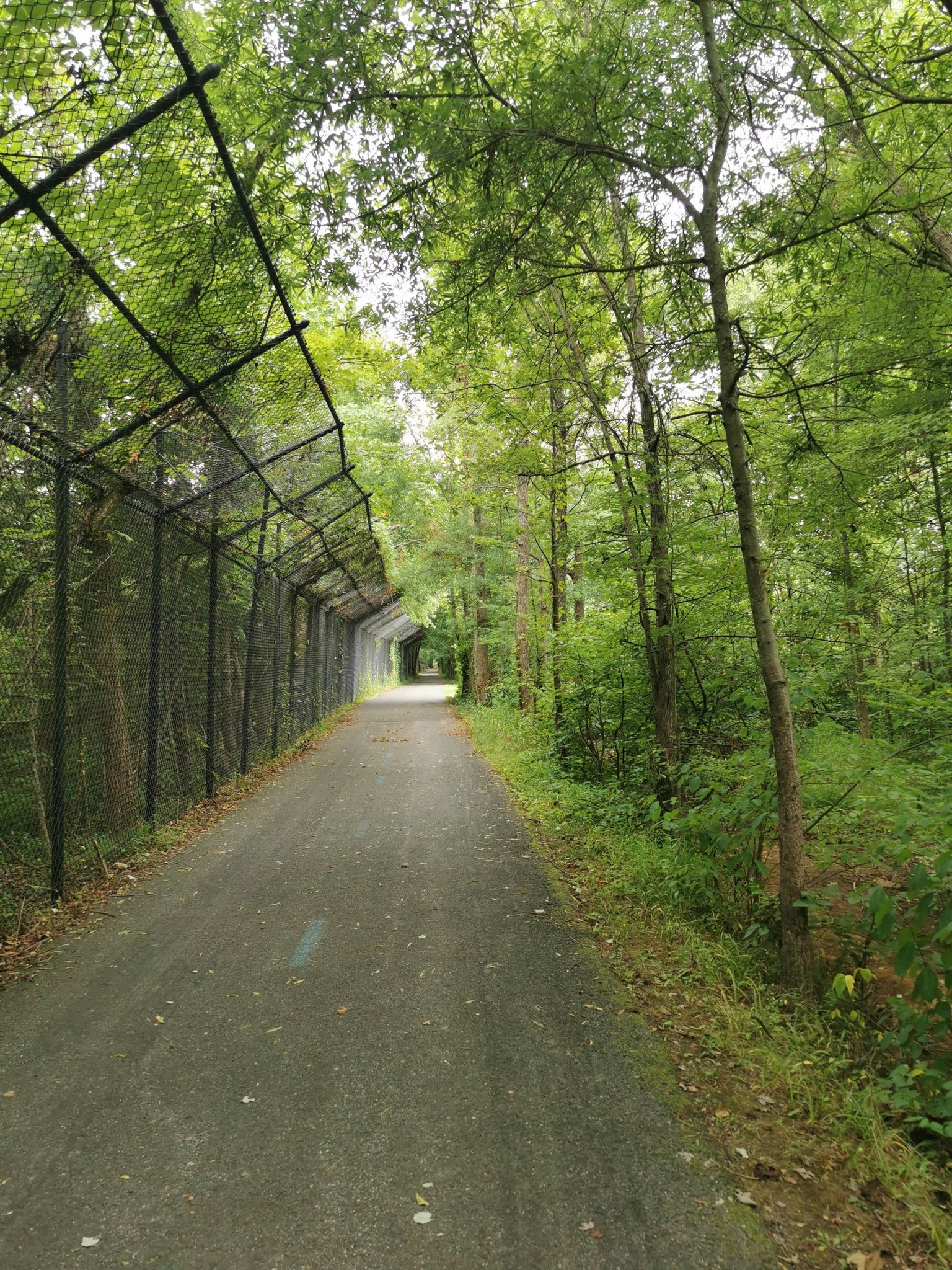 A paved path runs alongside a tall fence through a dense green forest. - Acredale Community Park – Paint Branch Trail loop from College Park