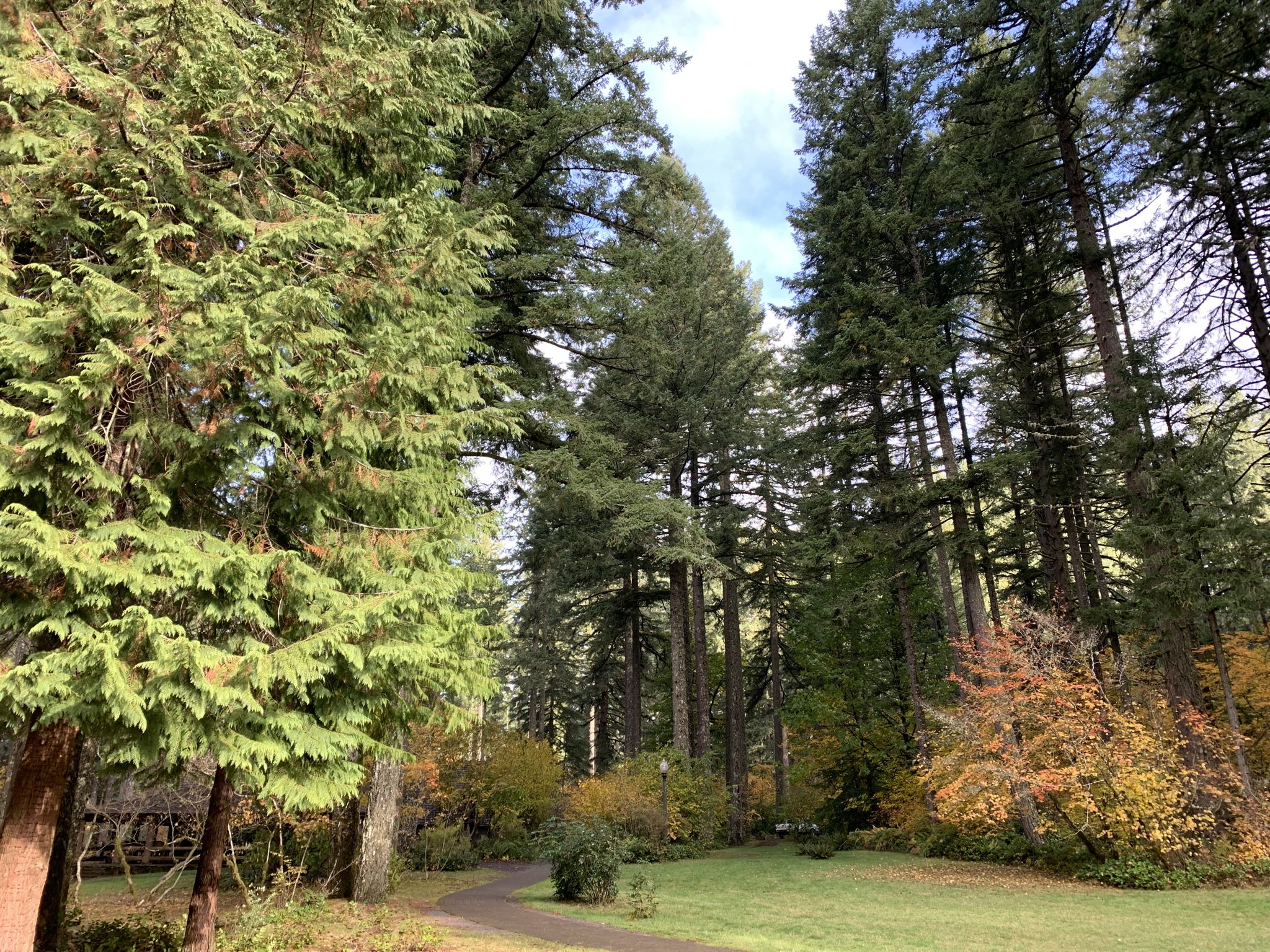 A grassy clearing with a path, surrounded by tall evergreen and autumn trees. - Trail of Ten Falls Trailhead – Winter Falls loop from Silverton