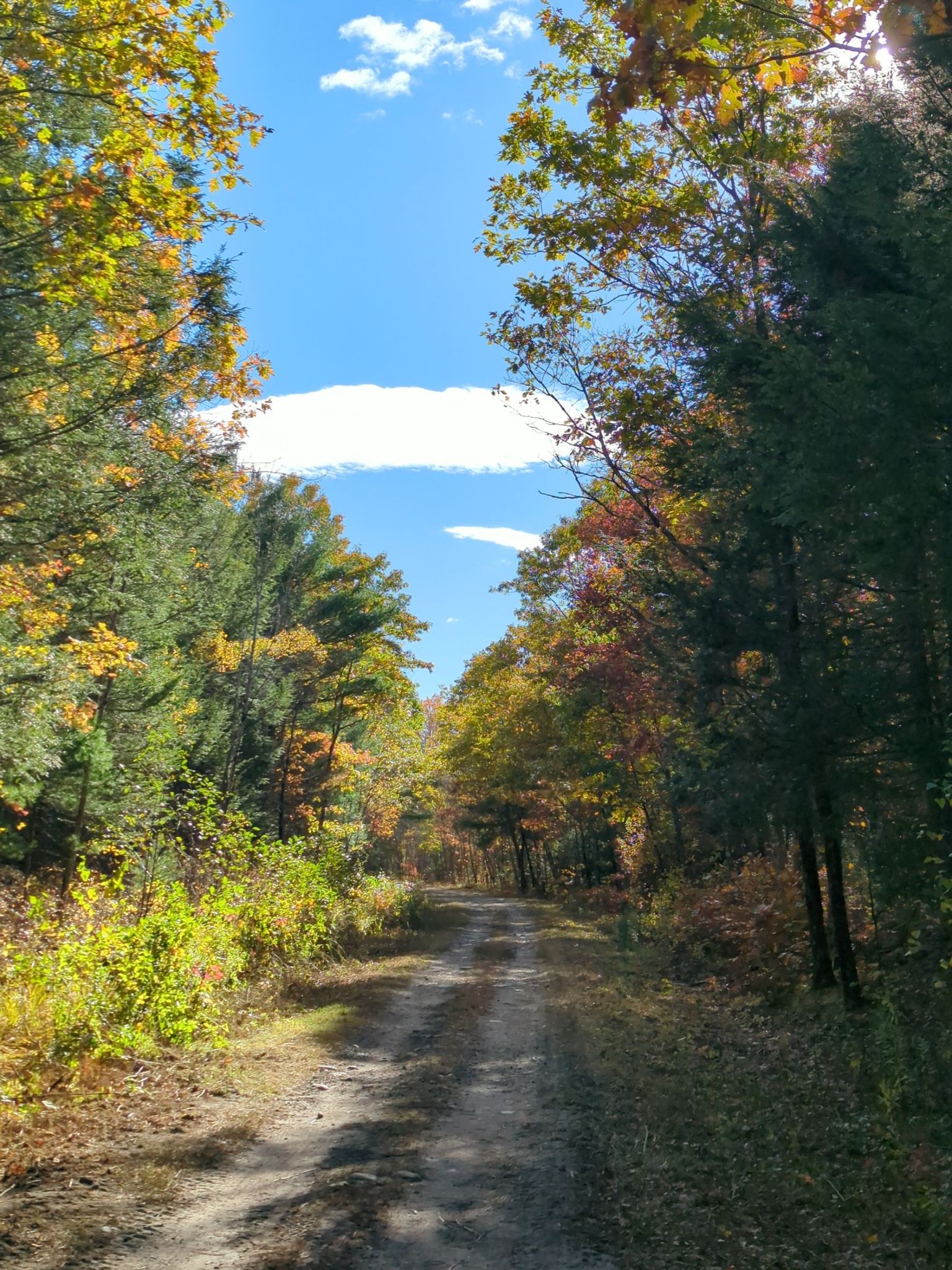Sunny dirt path through a vibrant autumn forest under a blue sky. - Picnic area at Wallum Lake – Tripoint marker loop from Wallum Lake