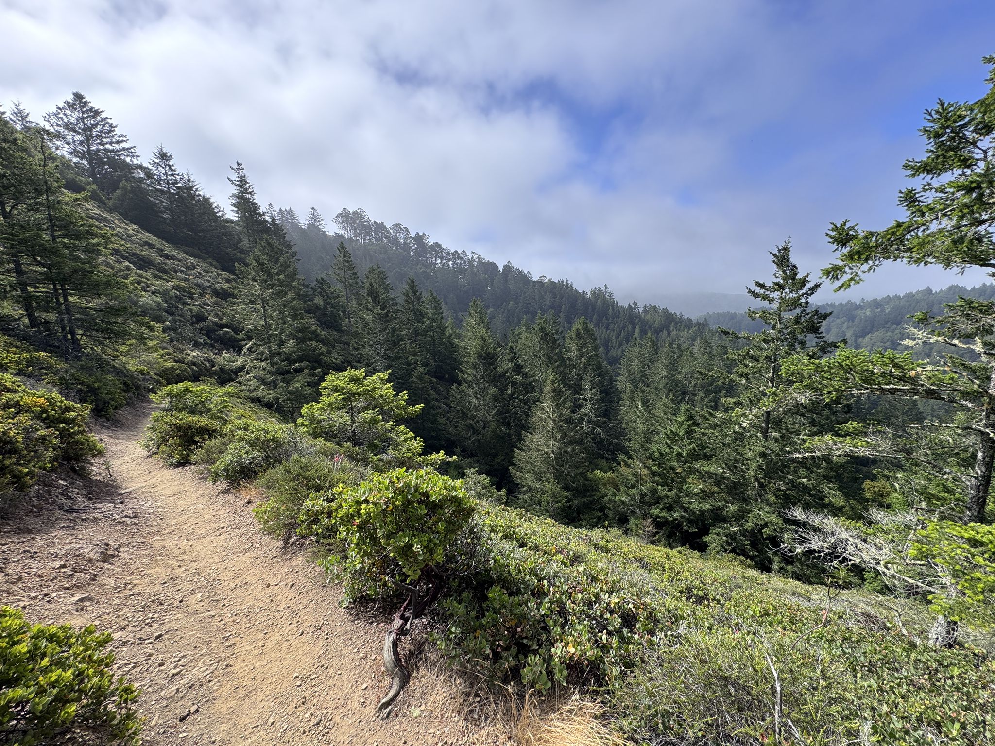 A dirt trail on a forested hillside under a cloudy sky. - Redwood Creek Trail loop from Muir Woods National Monument