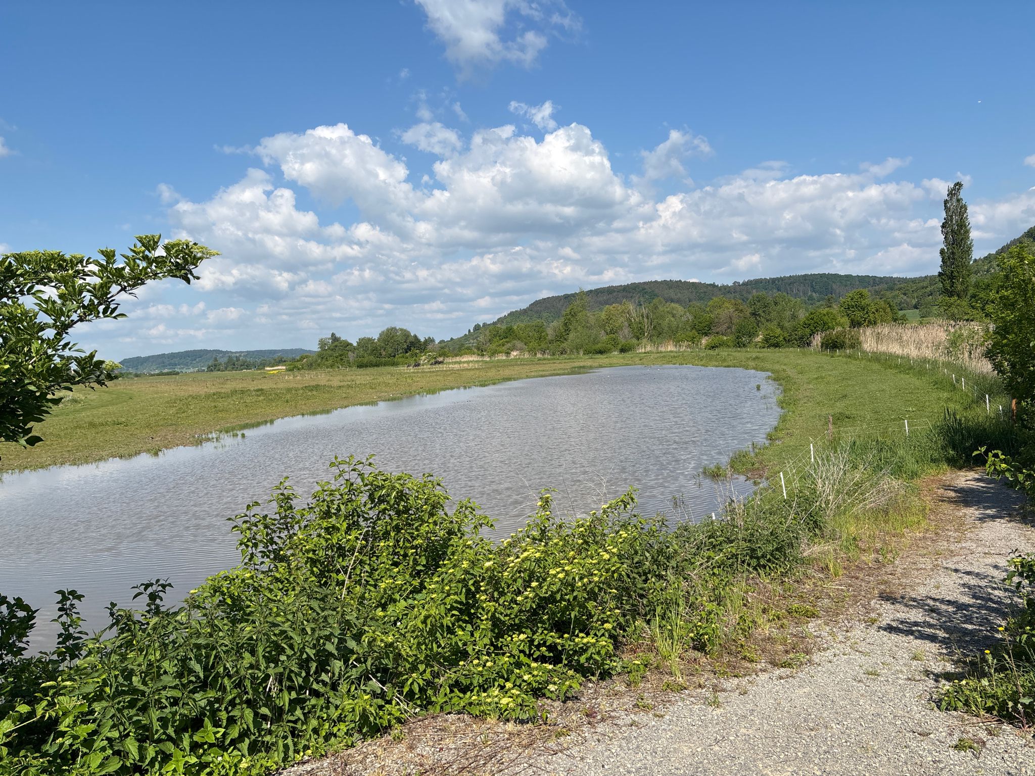 Wasserbüffel halten den See von Bewuchs frei