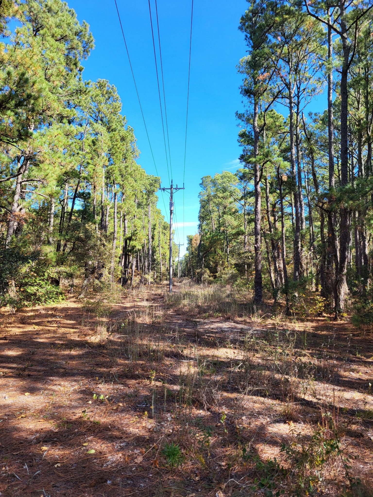 A wide dirt path under power lines, flanked by tall pine trees. - First Landing State Park – Picnic Area Entrance loop from Great Neck Point