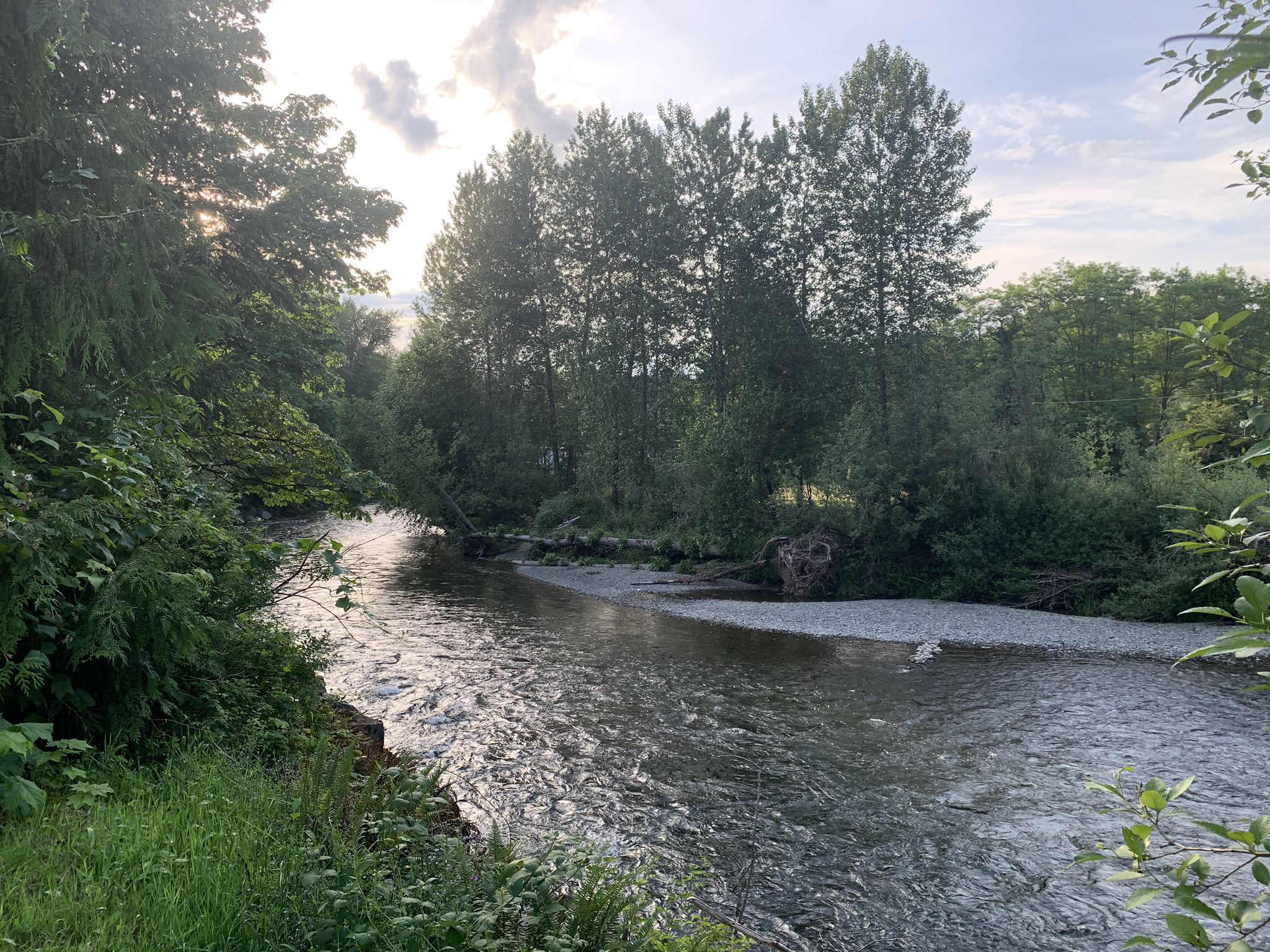A wide river flows past forested banks under a bright, cloudy sky. - Cedar River Trail – Cedar River Trail loop from Covington