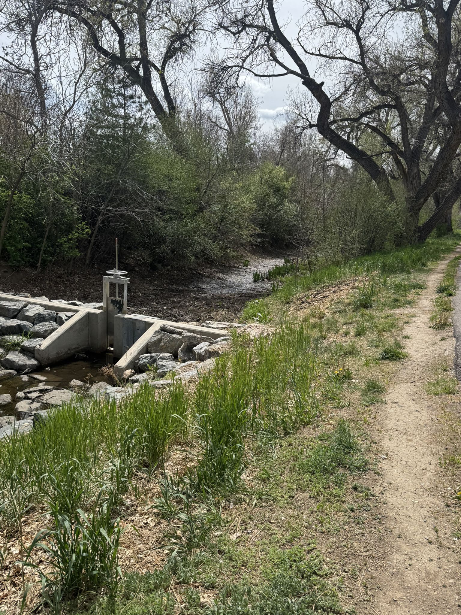 Overcast light illuminates a stream with a concrete structure, surrounded by trees and a dirt path. - Four Mile Historic Park – Cherry Creek Trail North loop from Glendale