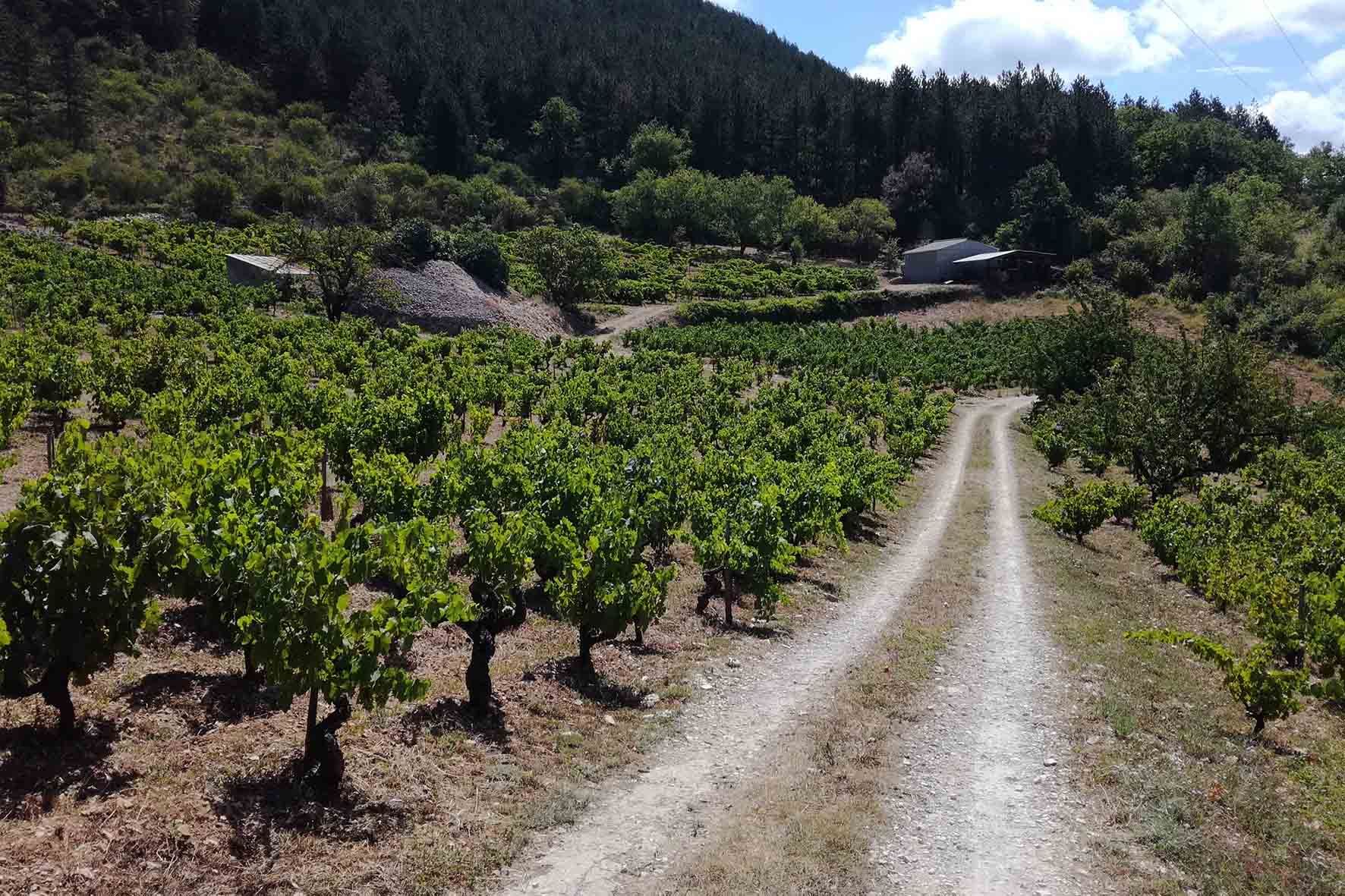 Vignoble du Haut Languedoc.