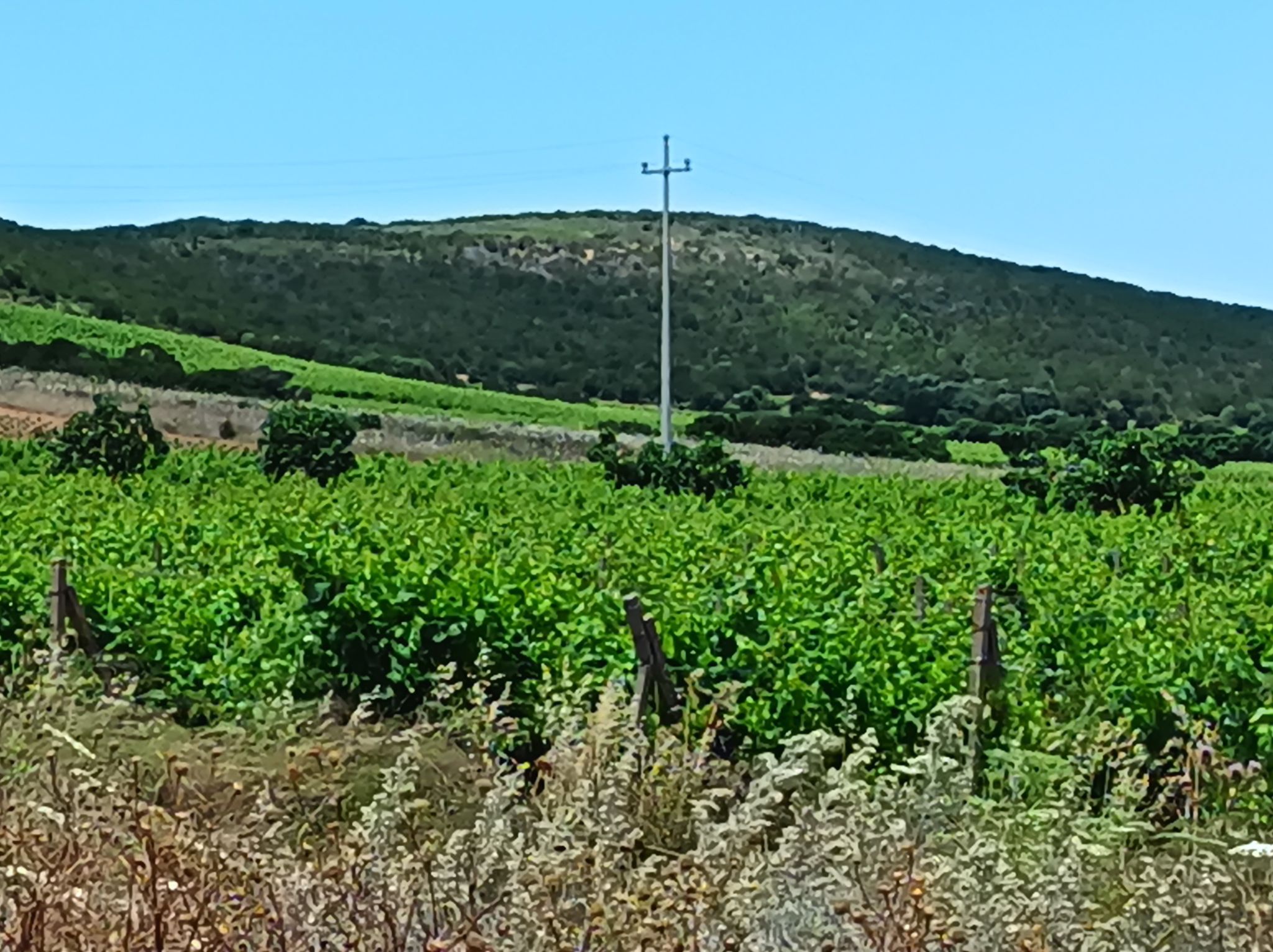 Vigneti 