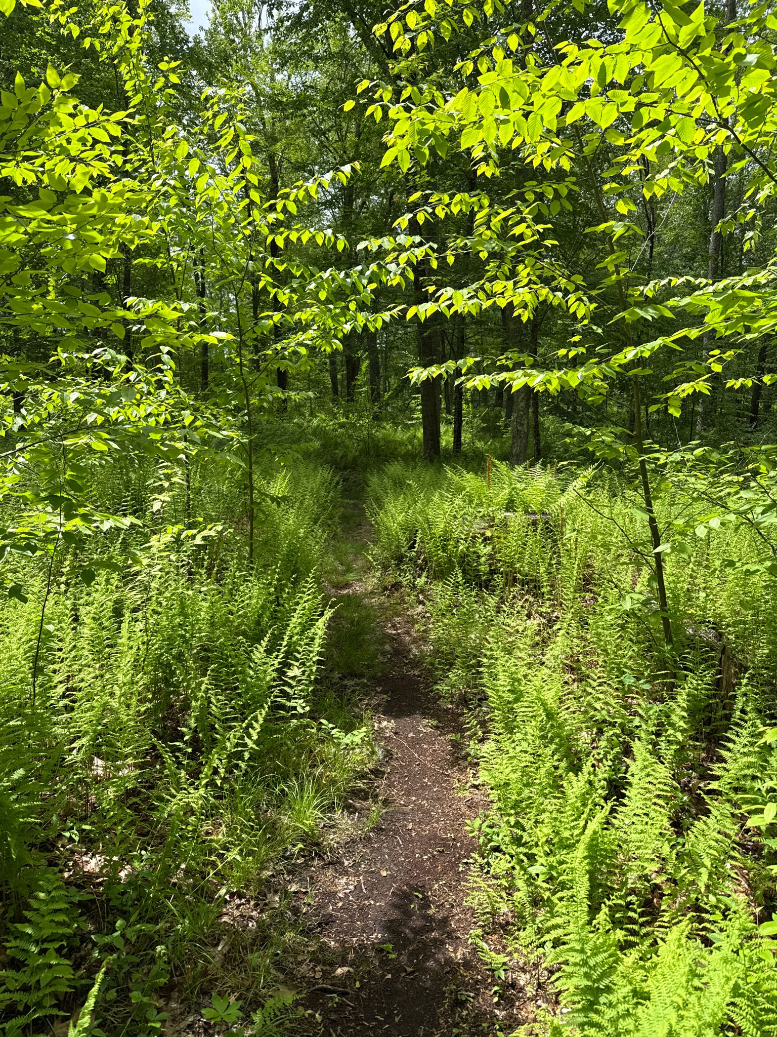 A narrow dirt path winds through a vibrant green, sunlit fern-filled forest. - Pine Acres Pond Trail Loop