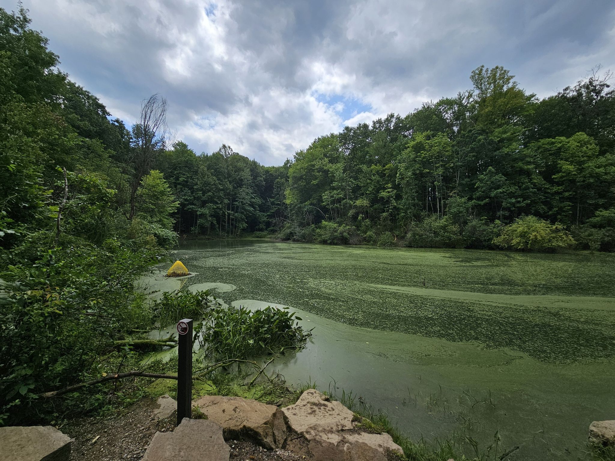 Overcast view of a green, algae-covered pond surrounded by dense forest. - Triple Valley Loop