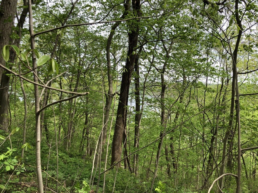 Dense green forest with a glimpse of water through the trees. - Susquehanna Ridge, Farm Road and Ivy Branch Loop