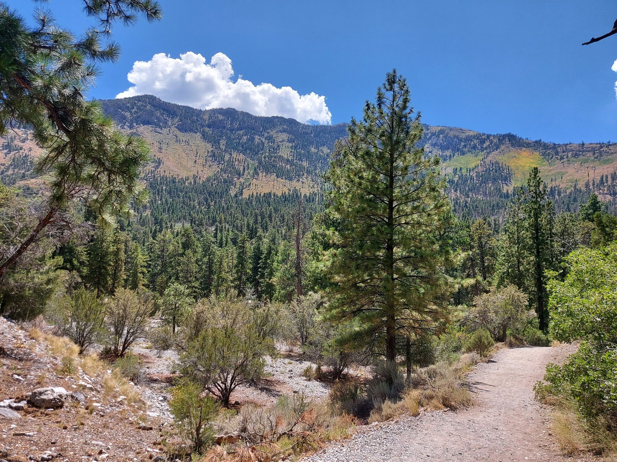 Sunny dirt path winding through pine trees towards forested mountains. - Eagle's Nest Loop Trail
