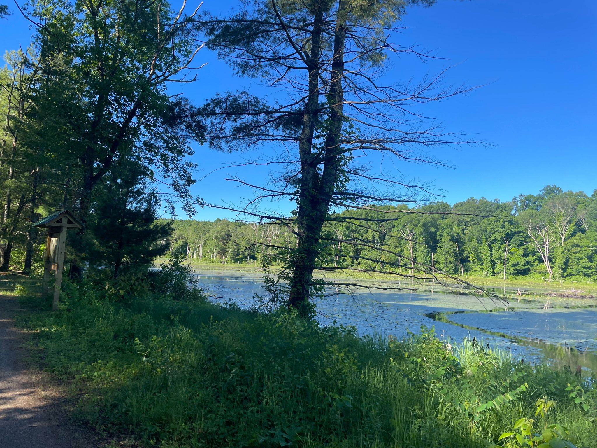 Sunny view of a lake through trees and green foliage, with blue sky. - James L. Goodwin State Forest – East Coast Greenway loop from Ann A. Wright Preserve