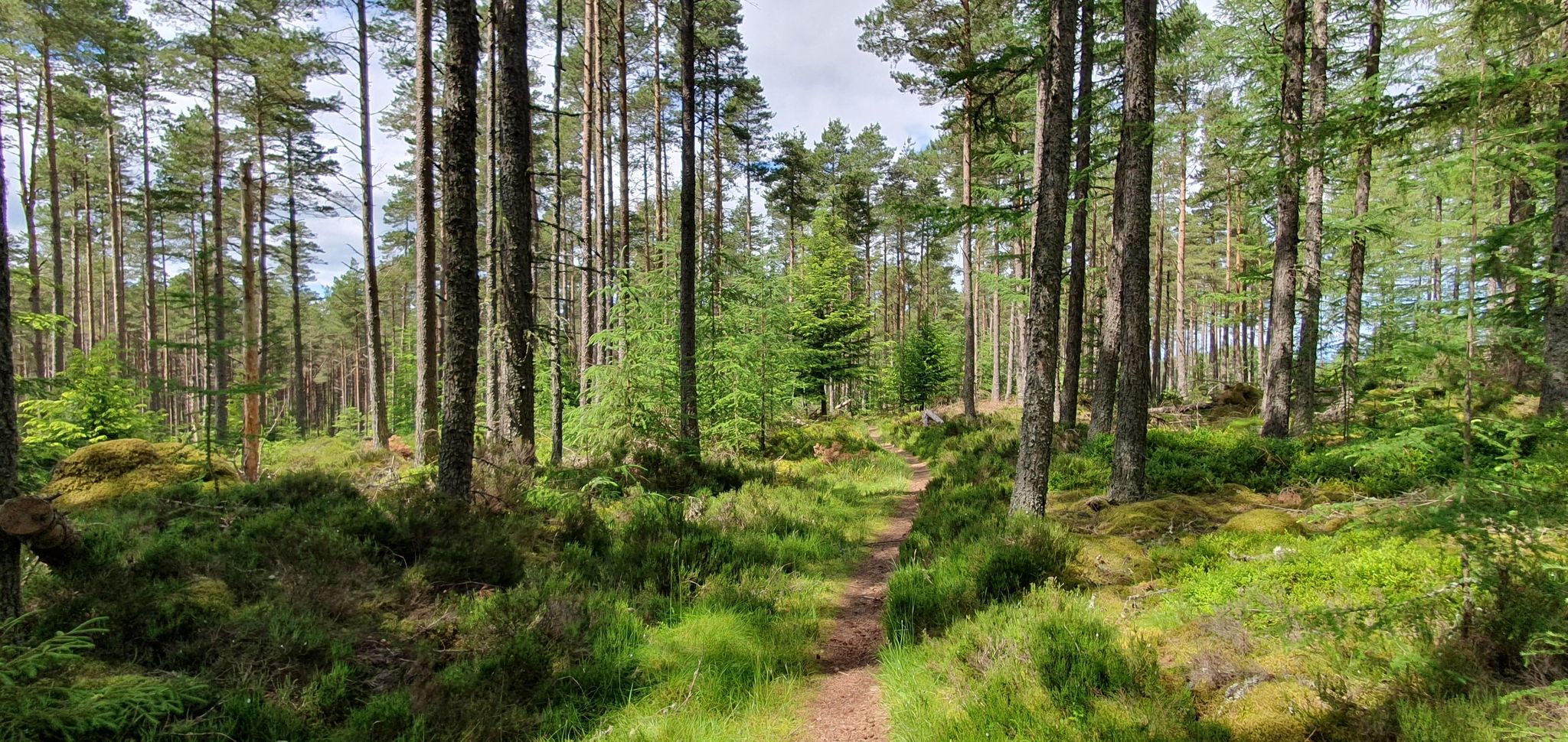 typical haggis route trail