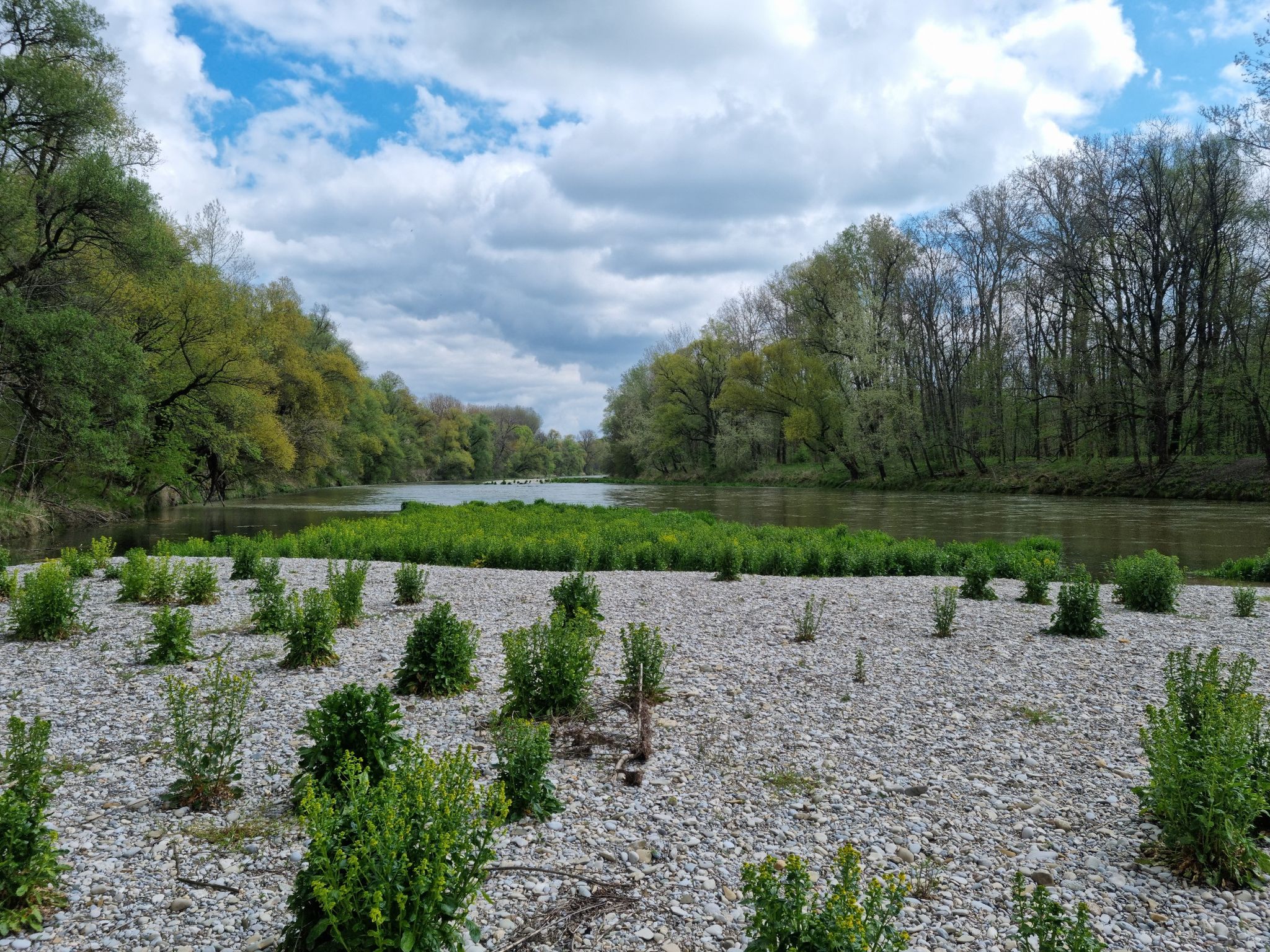 Typische Flora auf den Isar-Kiesbänken