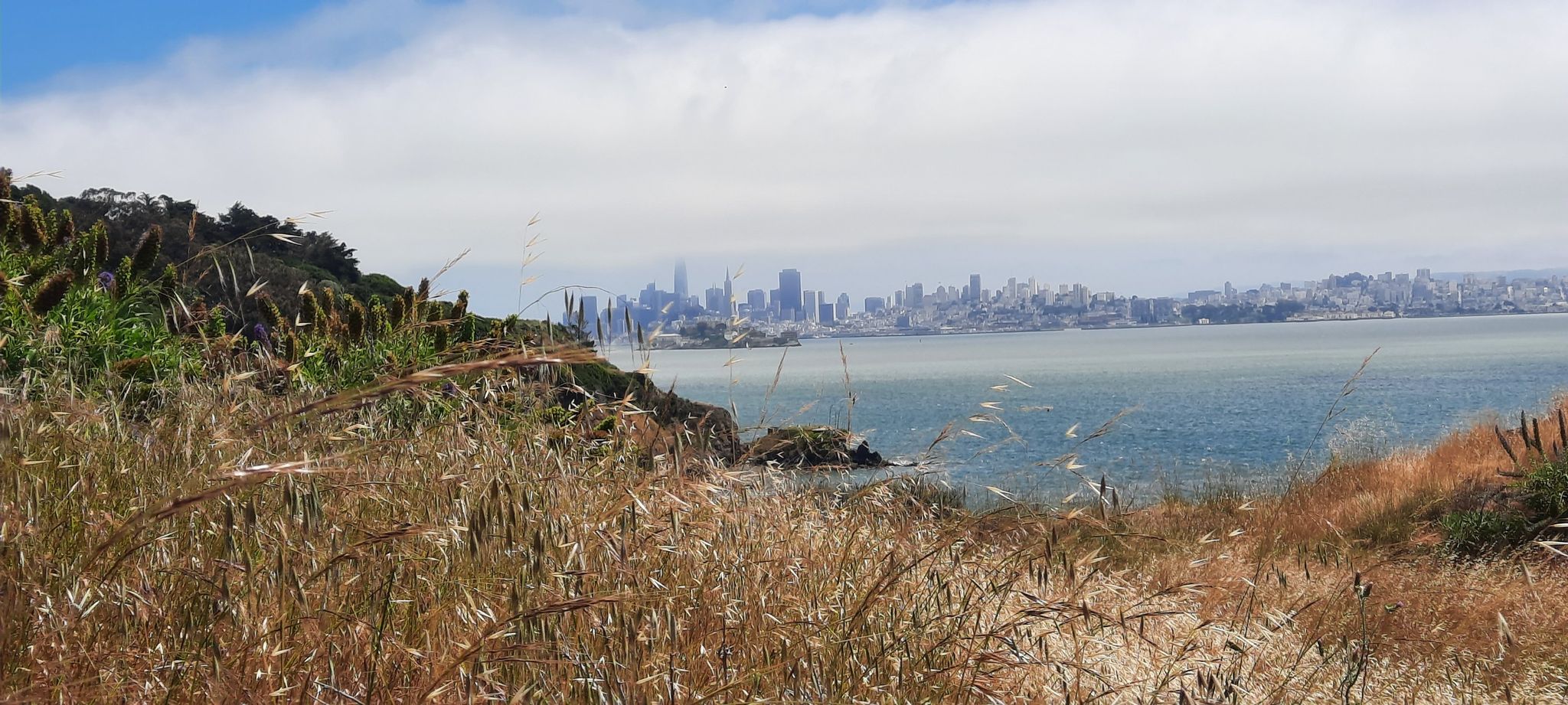Grassy hillside overlooking a bay and a distant city skyline under clouds. - Angel Island Perimeter Road