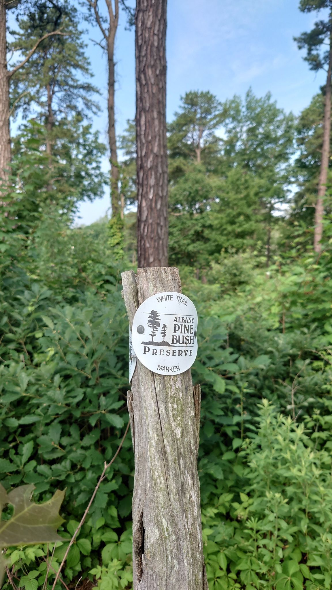 A white circular sign on a wooden post in a green, sunlit forest. - Blueberry Hill and Kaikout Kill Barrens Loop