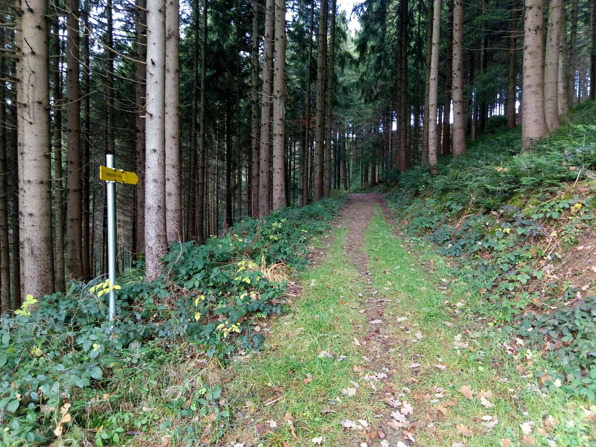 Pfeil rechts