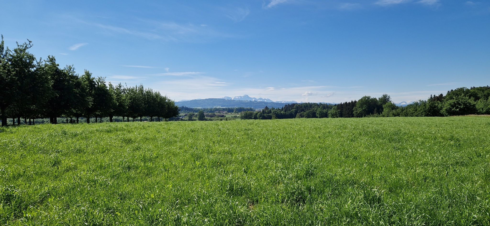 Der Säntis. 😍