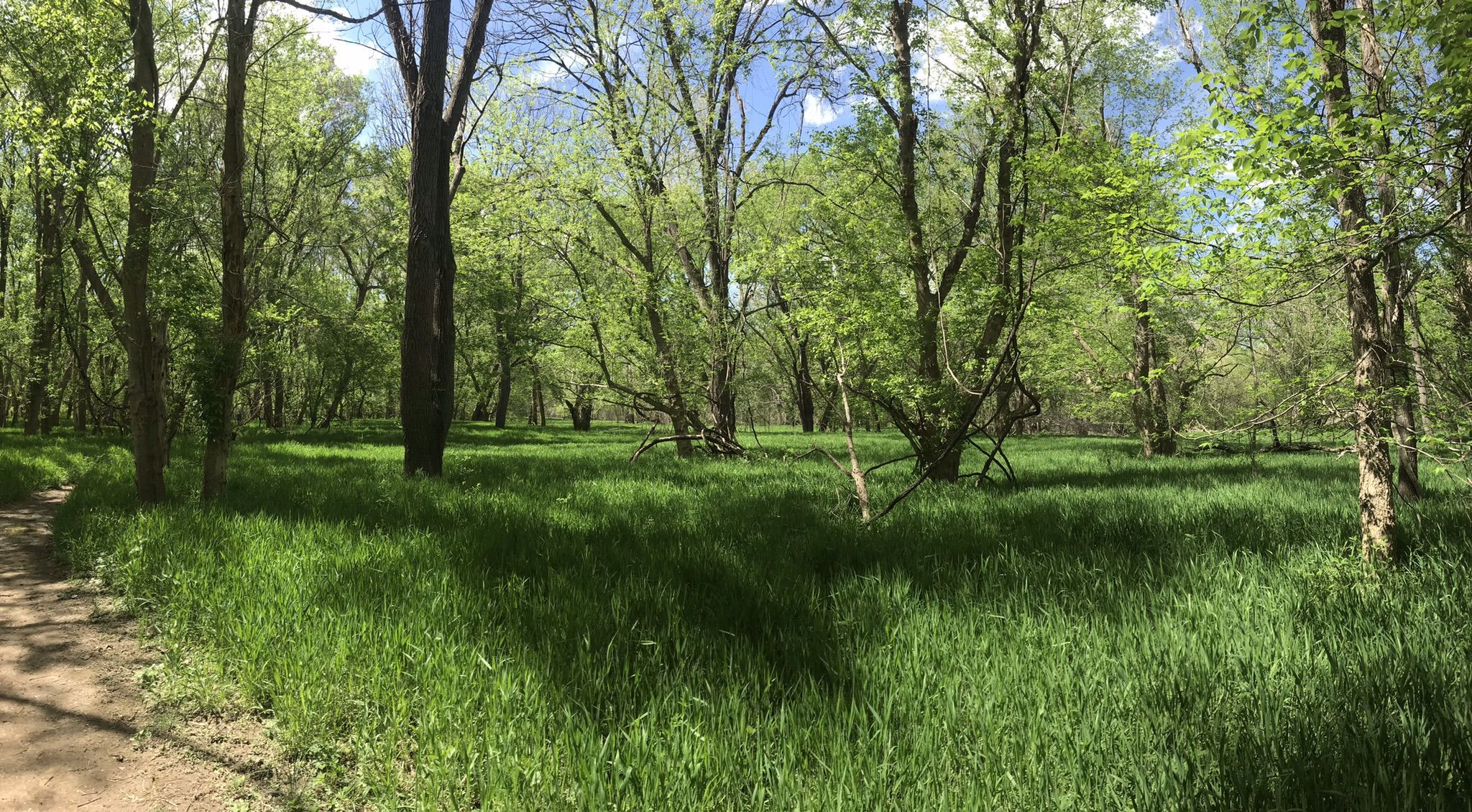 A sunny forest clearing with vibrant green grass and tall trees. - Seneca Park Green and Orange Trail Loop