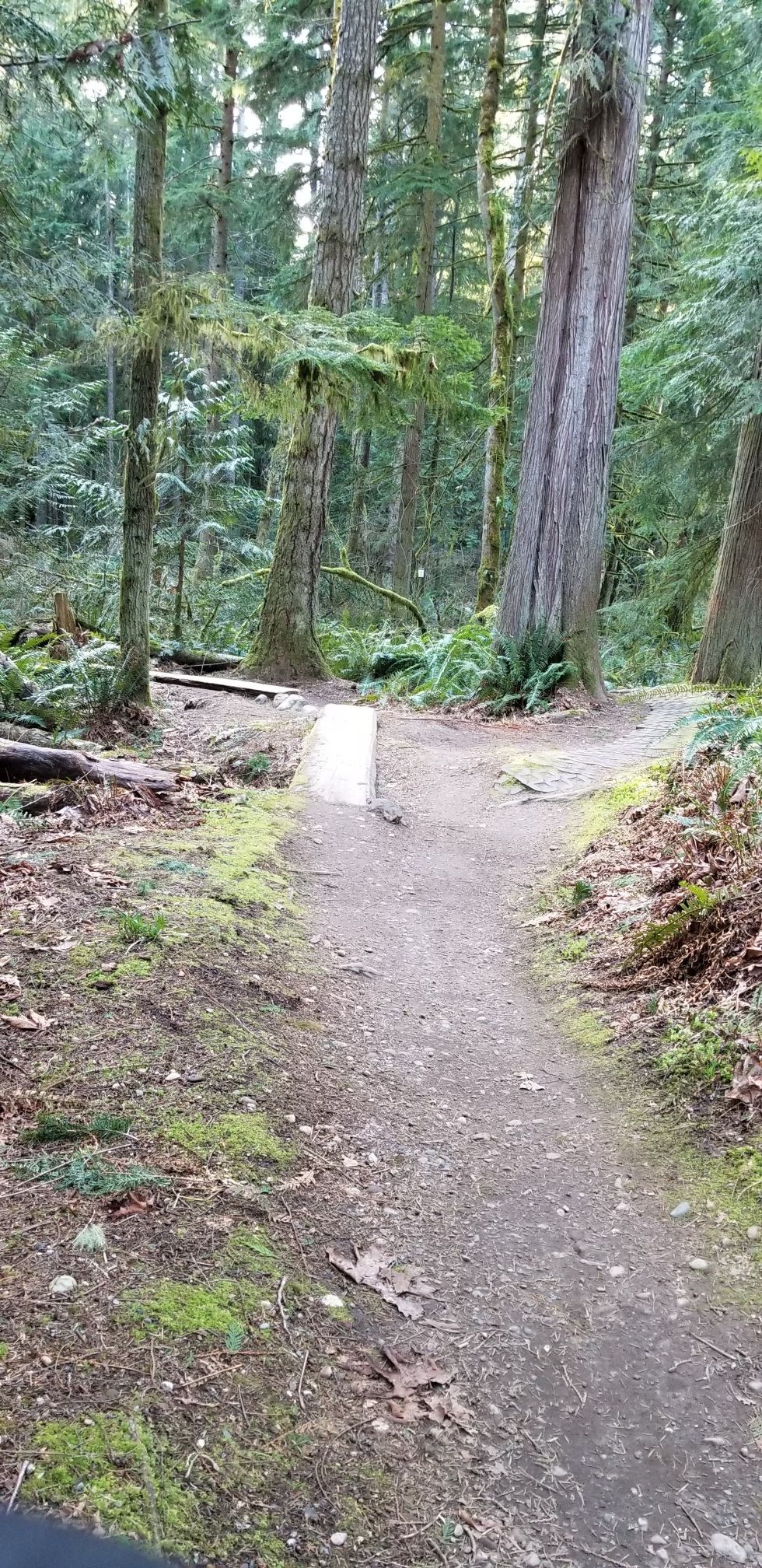 A dirt path forks in a dense, mossy forest with tall trees. - Beginner Pumptrack – Duthie Hill Park Trailhead loop from Duthie Hill Park Parking Lot