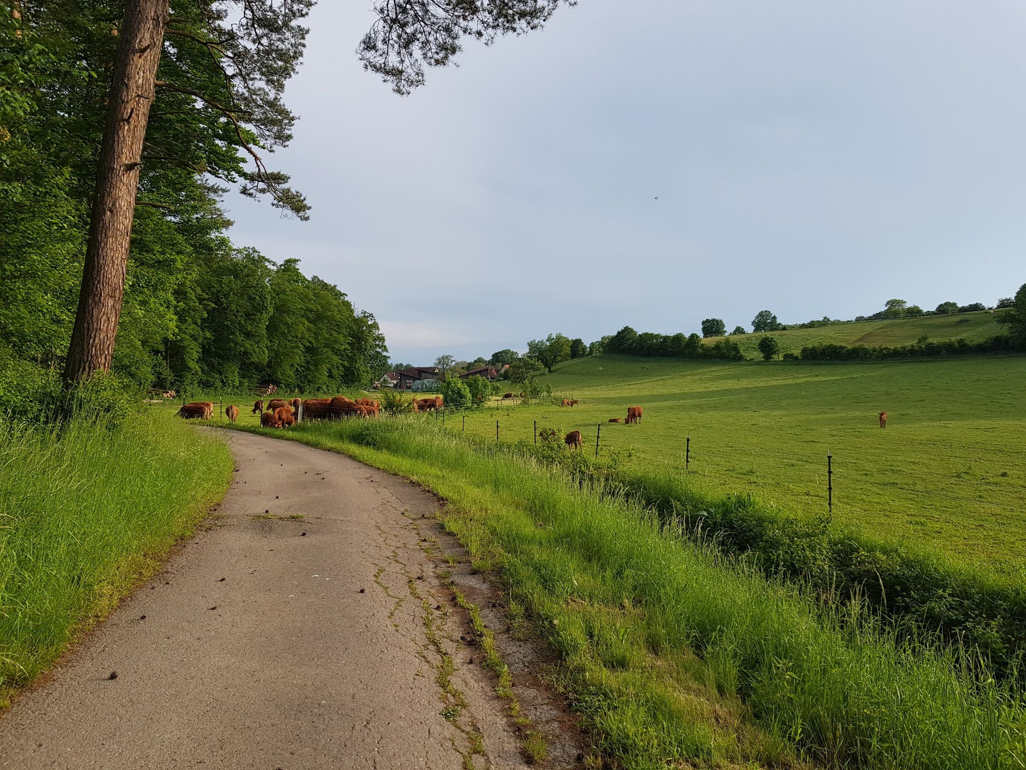 Kühe