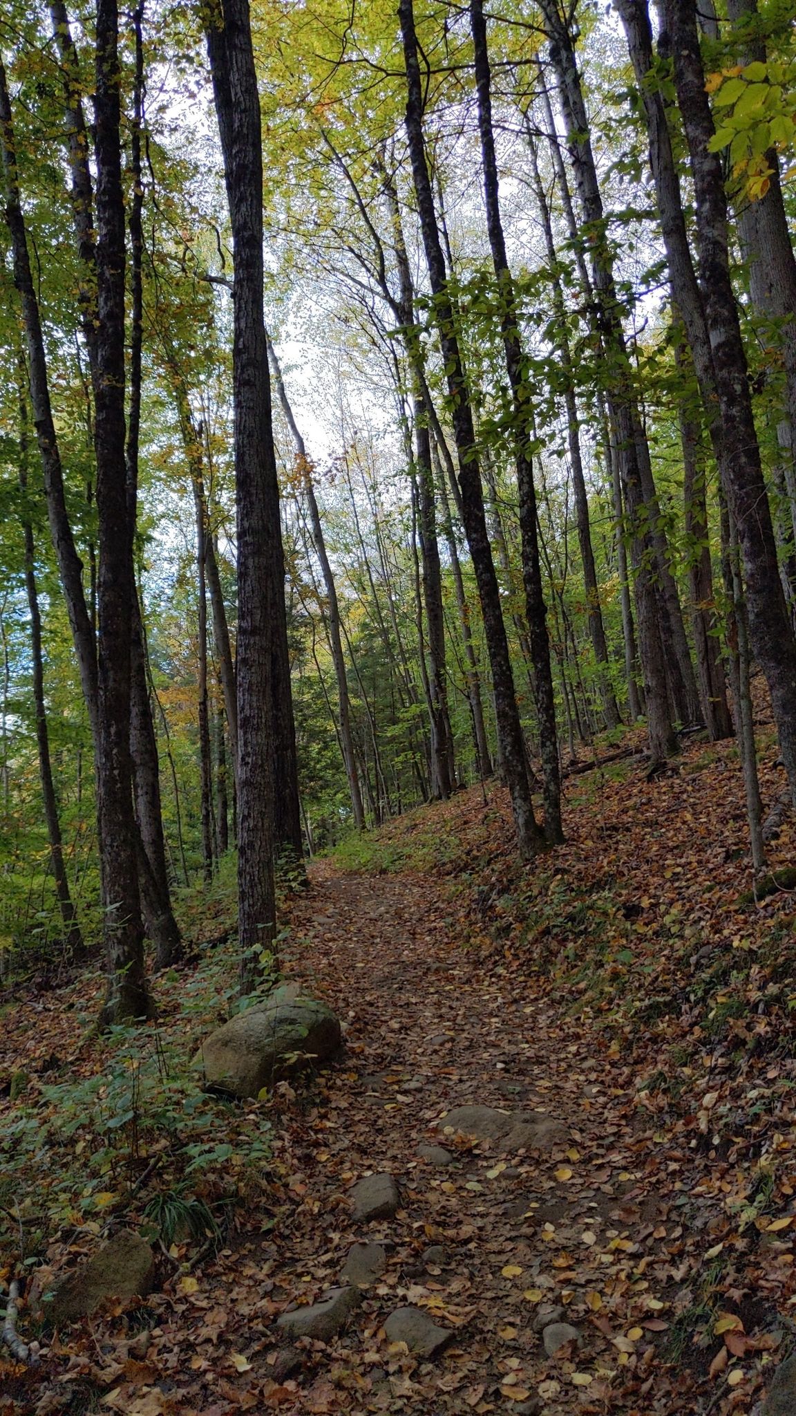 A leaf-covered forest path winds uphill through tall, green trees on an overcast day. - The Pinnacle and Bradley's Lookout via Yellow, Red, and Blue Trail