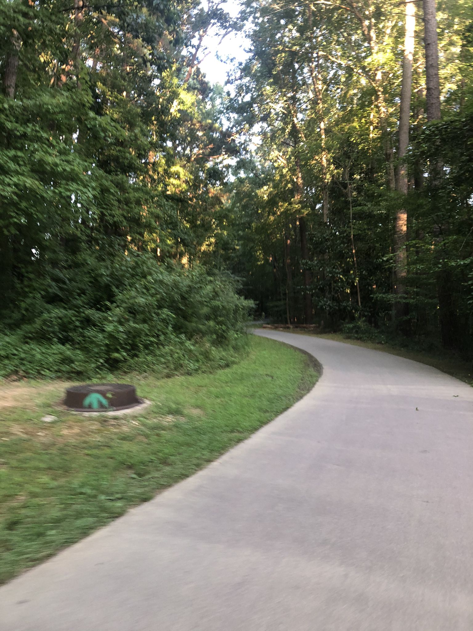 Winding paved path through a dense, sun-dappled green forest. - Lake Raleigh – Lake Raleigh loop from Shaw University