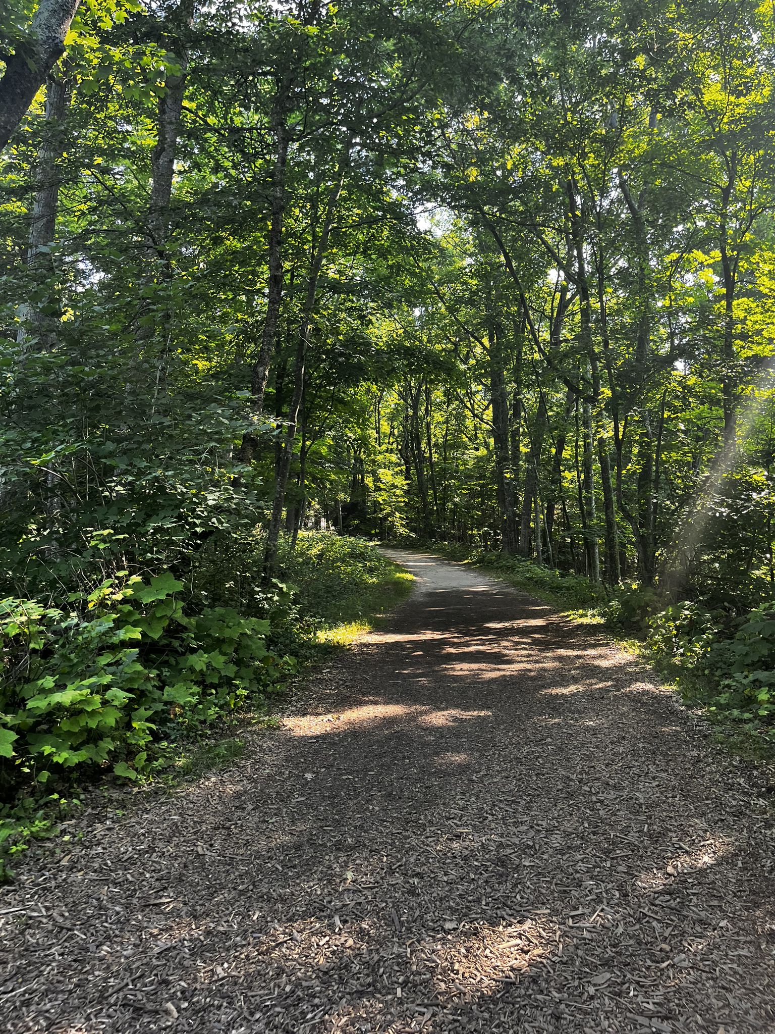 Sunlight filters through tall green trees onto a shaded forest path. - Old Baldy Overlook loop from Whitefish Dunes State Park