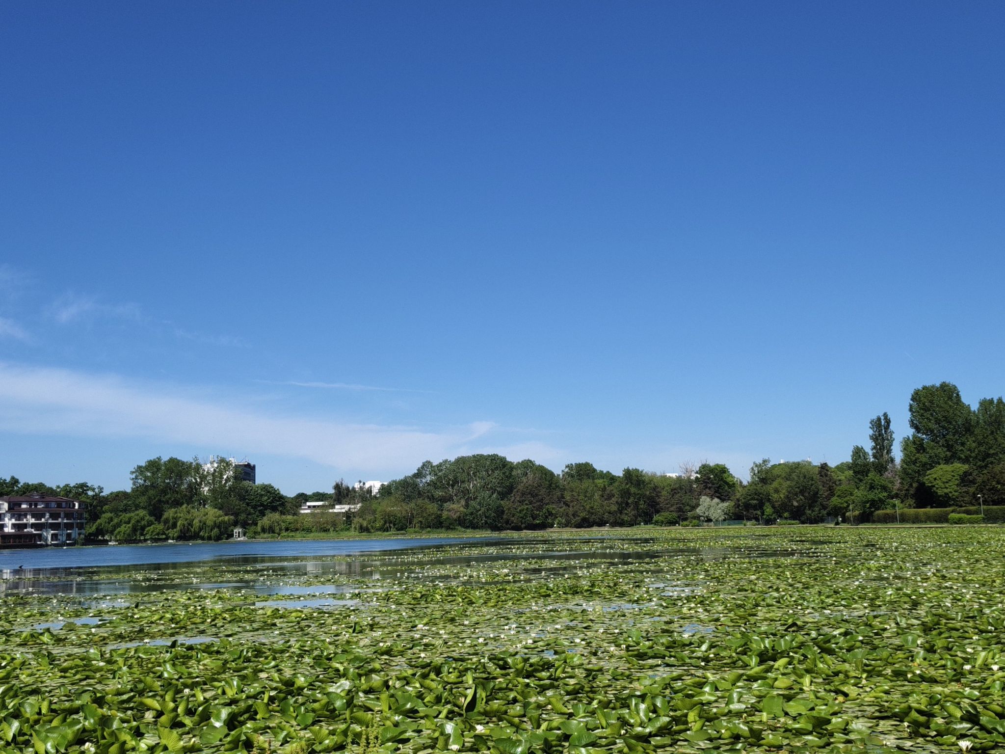 Seerosen-See in Neptun