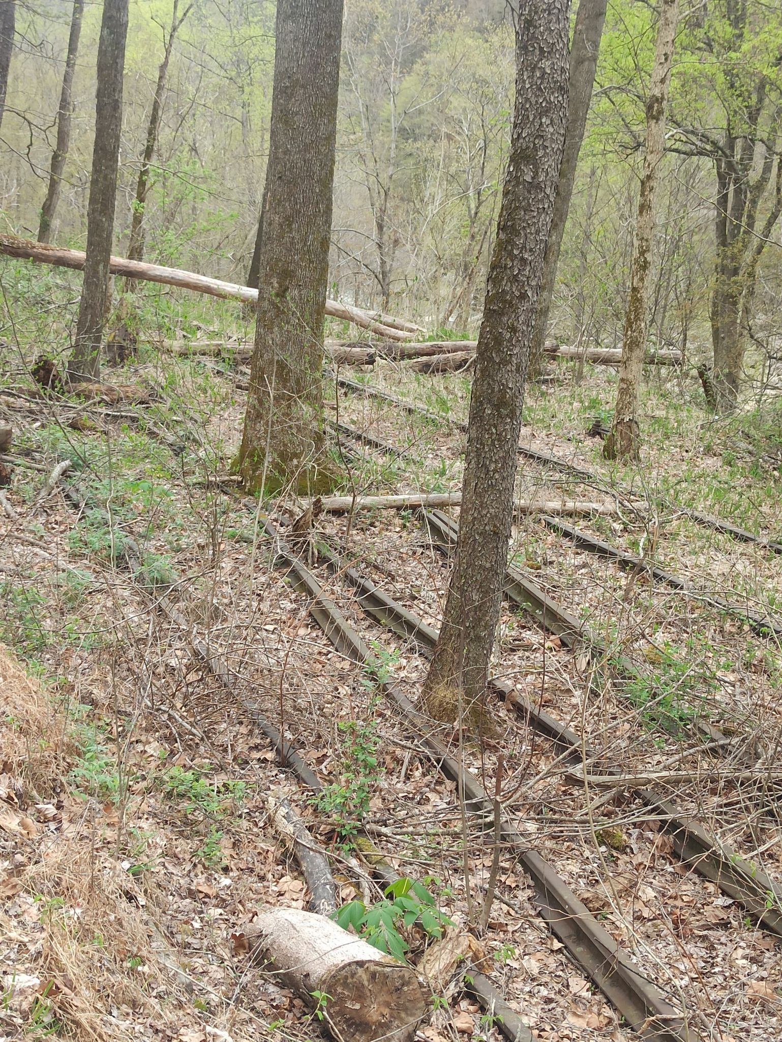 Abandoned train tracks lie on a forest floor among trees and fallen leaves. - Tipple Trail