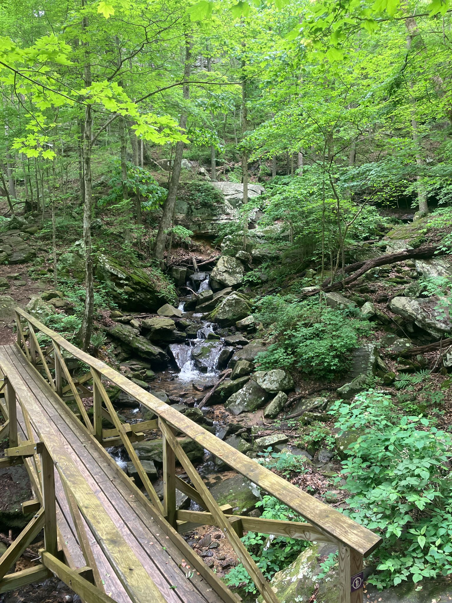 Wooden footbridge crossing a rocky stream in a vibrant green forest. - Clara's Point loop from Sewanee
