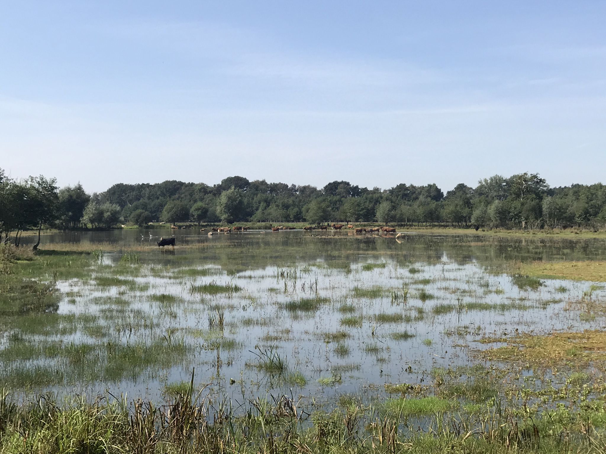 Bosven nabij Bollemaweg te Gees