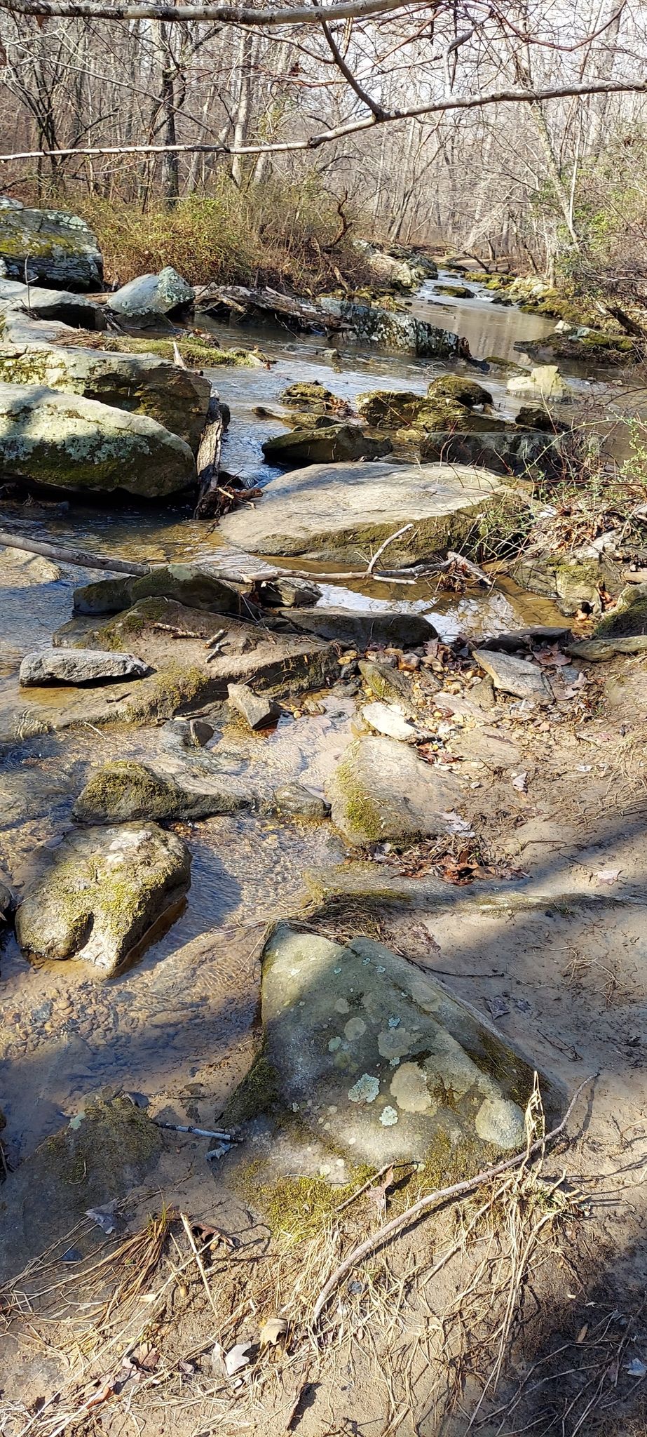 Rocky stream bed with shallow water and bare trees under bright sunlight. - River Otter and Rachel Carson Greenway Loop