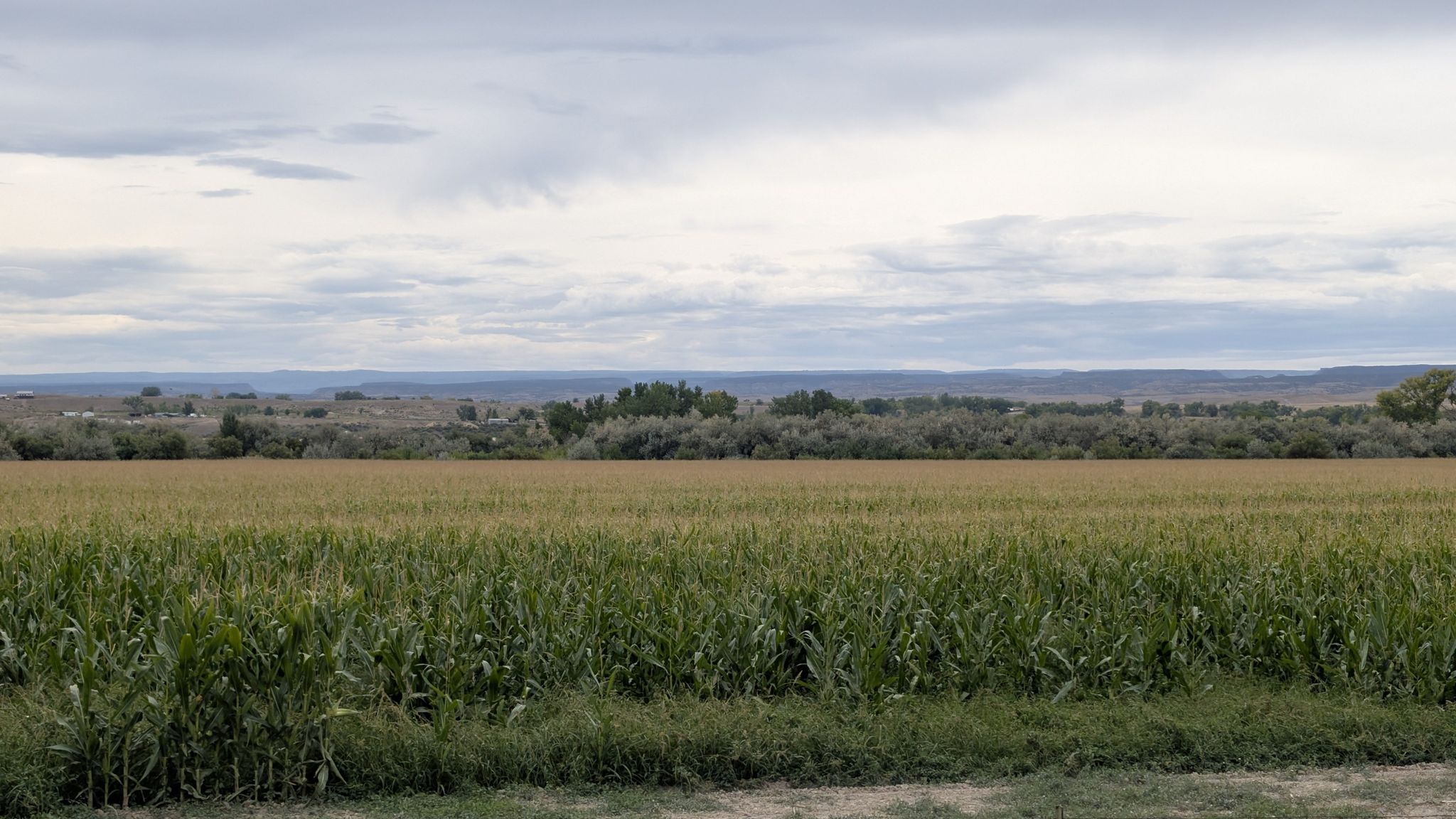 A vast green field of crops stretches towards distant trees under a cloudy sky. - Delta via Old Whitewater Road