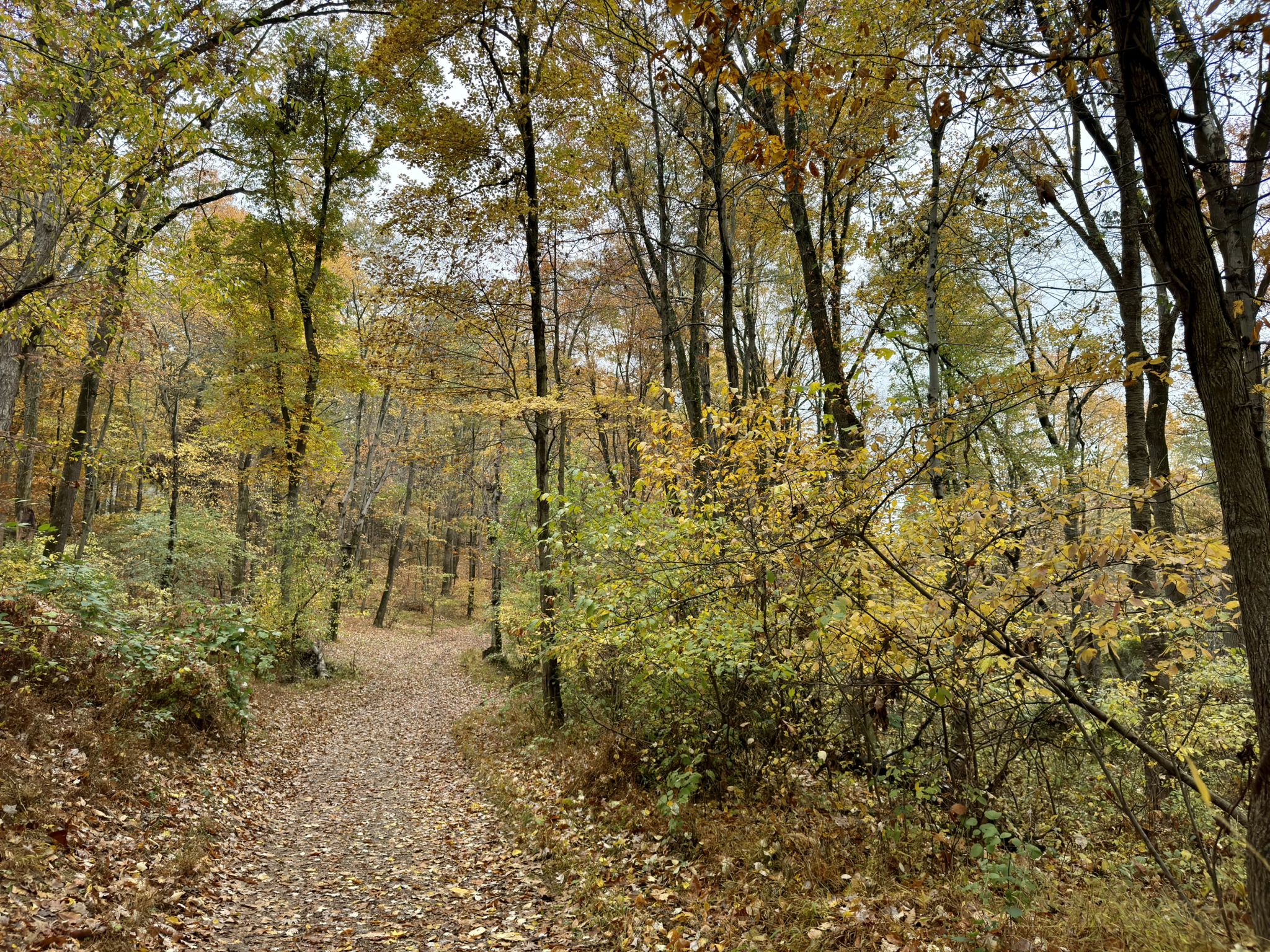 A leaf-covered forest path winds through autumn trees under an overcast sky. - Boulevard Trail – Ravine Trail loop from Union Mills Reservoir Area