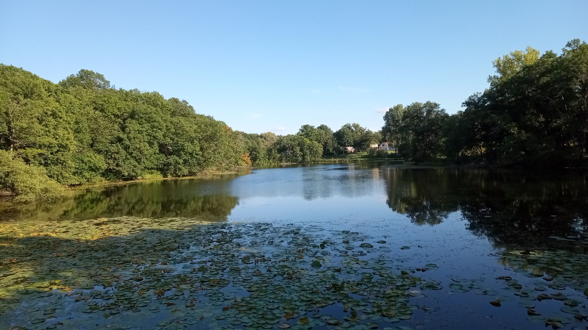 Wide view of a calm lake with lily pads, surrounded by dense green trees. - Holland Lake and Bridge Pond Loop