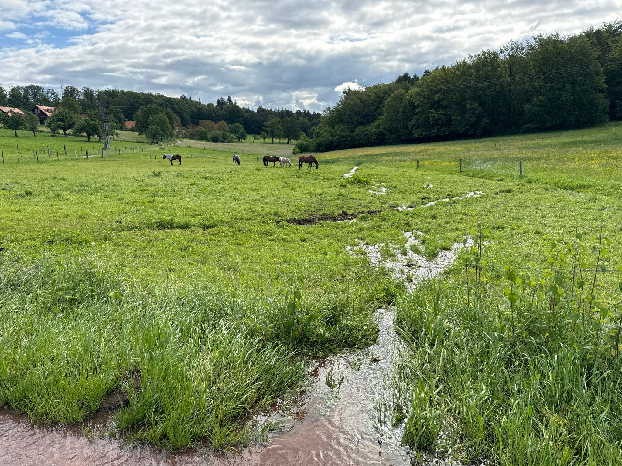 Wasser satt