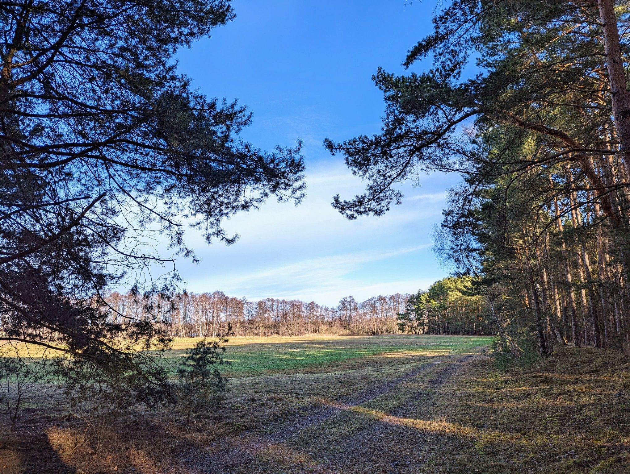 Bugker Wald südlich des Bugker Sees