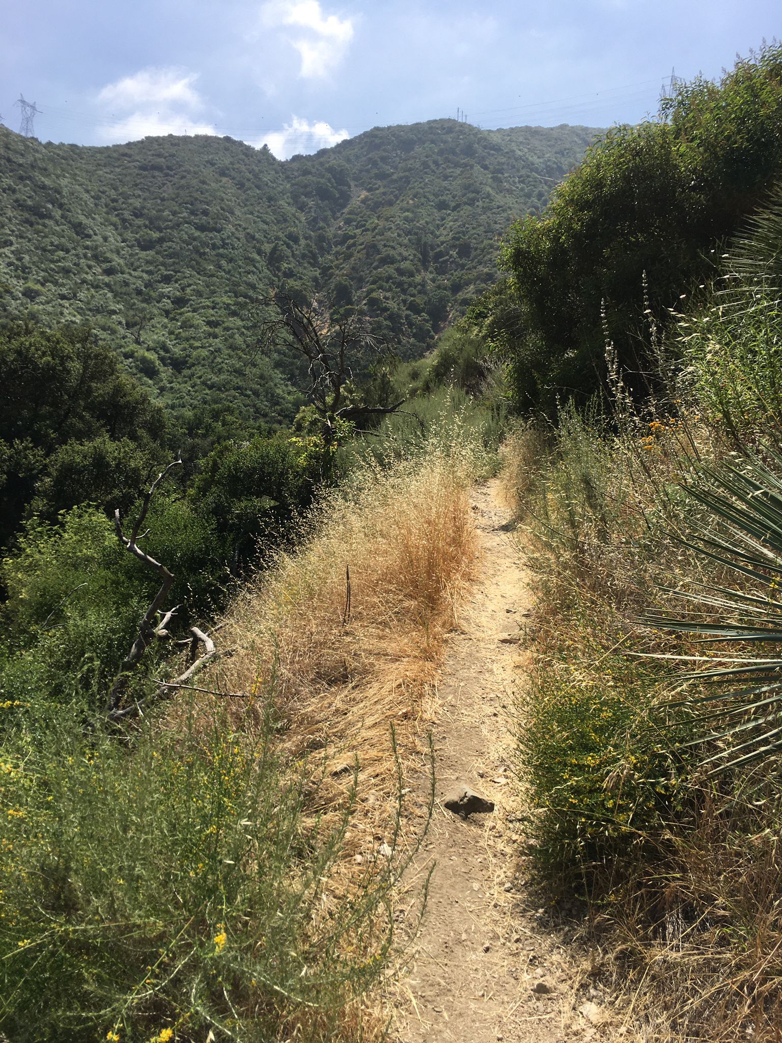 Narrow dirt trail winding through dry grass and green brush on a sunny day. - Gabrielino Trail